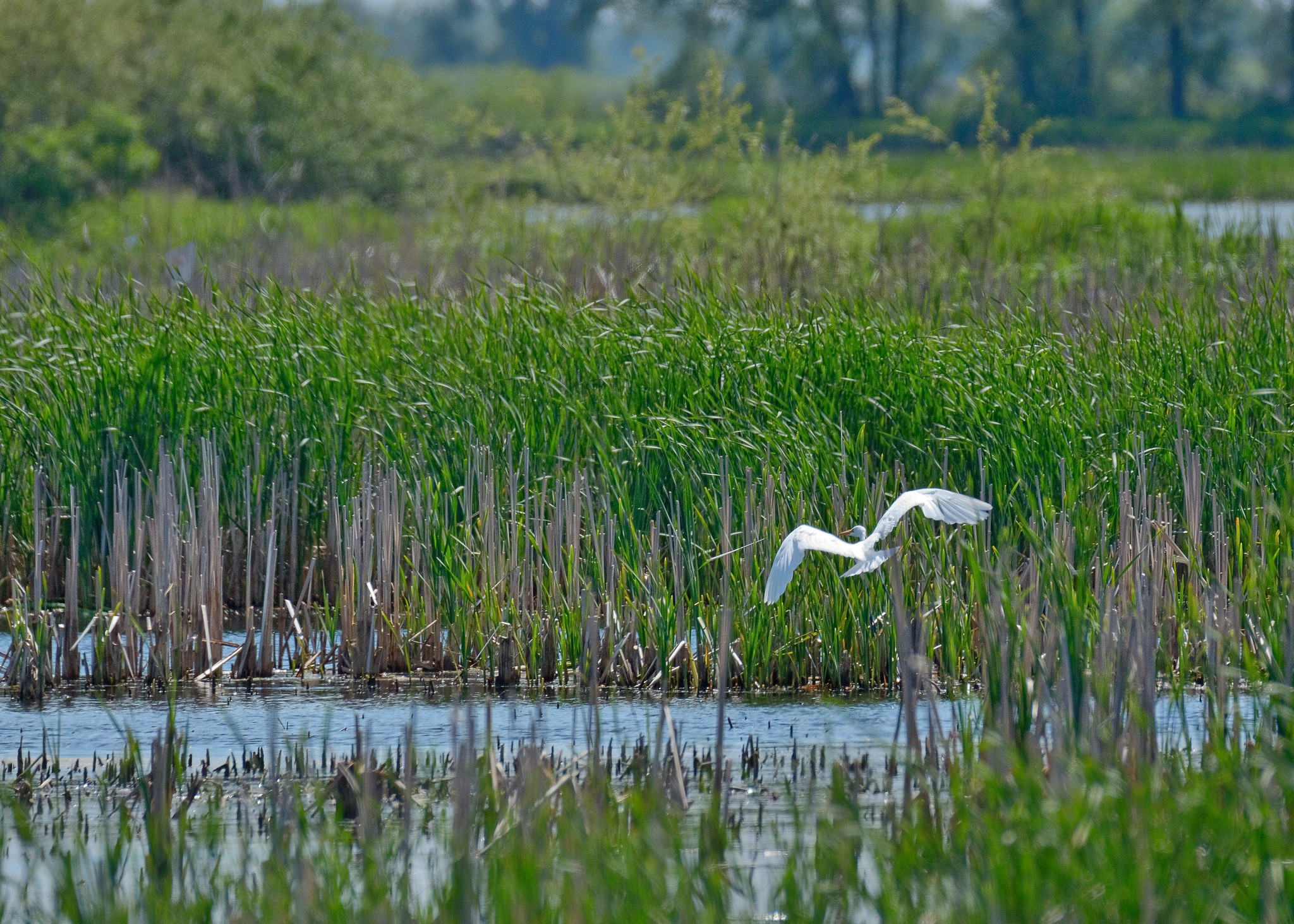 Wetlands in Wisconsin may fare better than other states after Supreme Court limited federal regulation