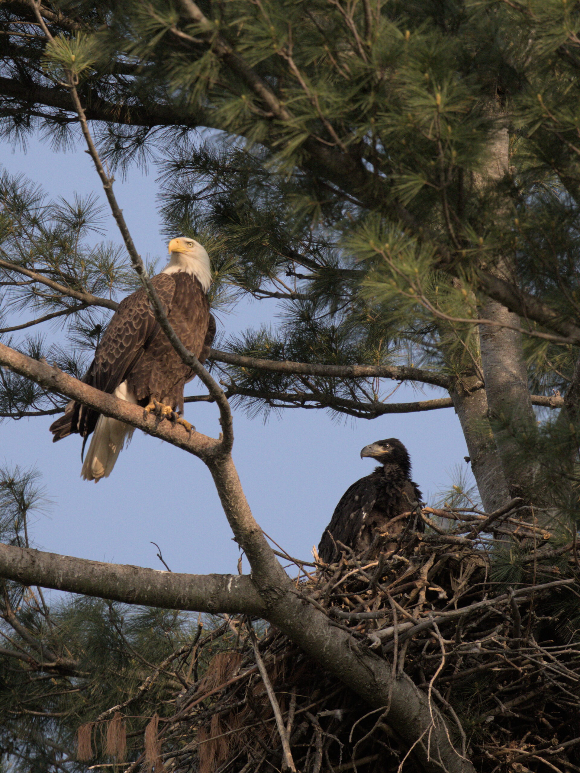 Bald eagle and older chick seen in a nest