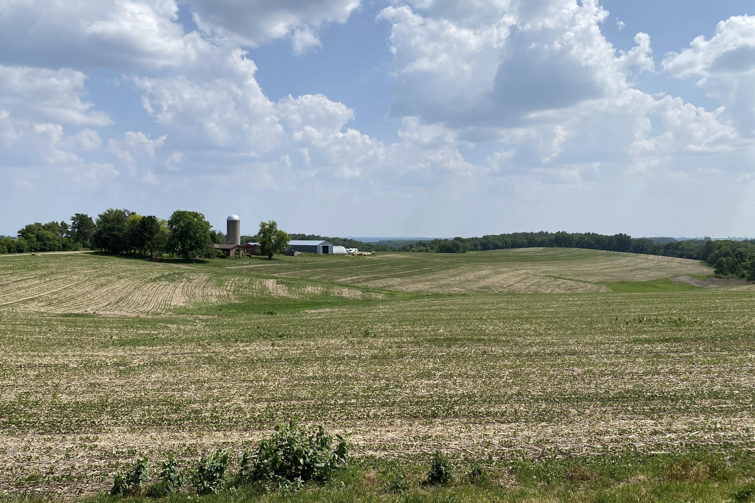 Corn and soybean fields dry out in hot, sunny conditions near Mt. Sterling, Wisconsin, in June