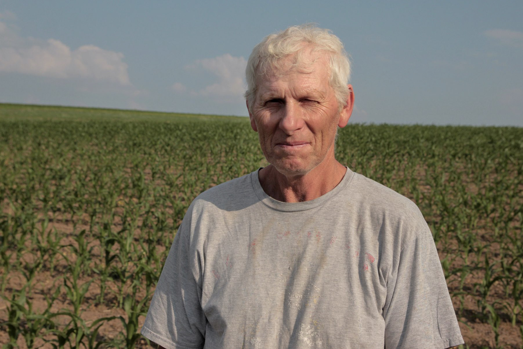 a man stands in a cornfield