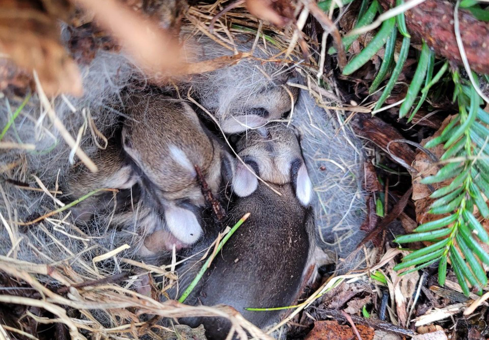 Rabbit nest with babies.
