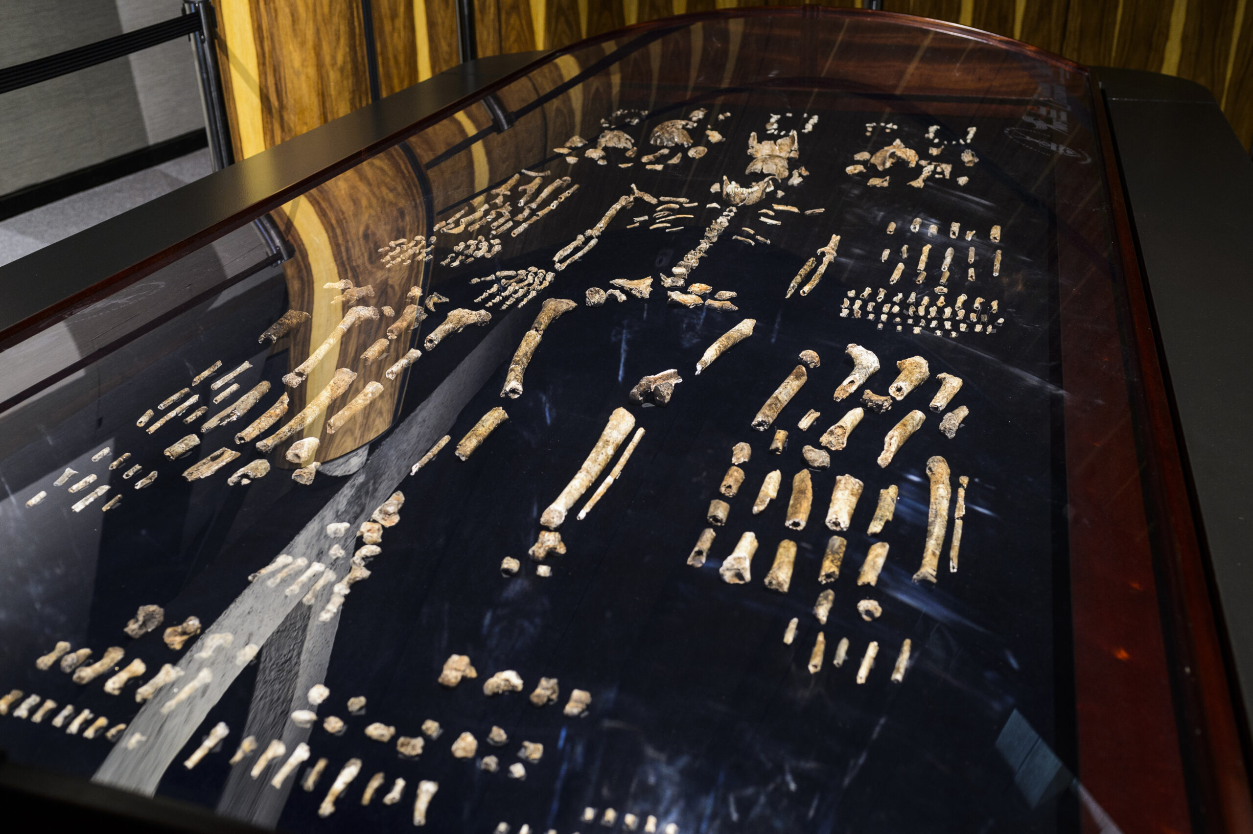 A composite-fossil skeleton of Homo nadedi.