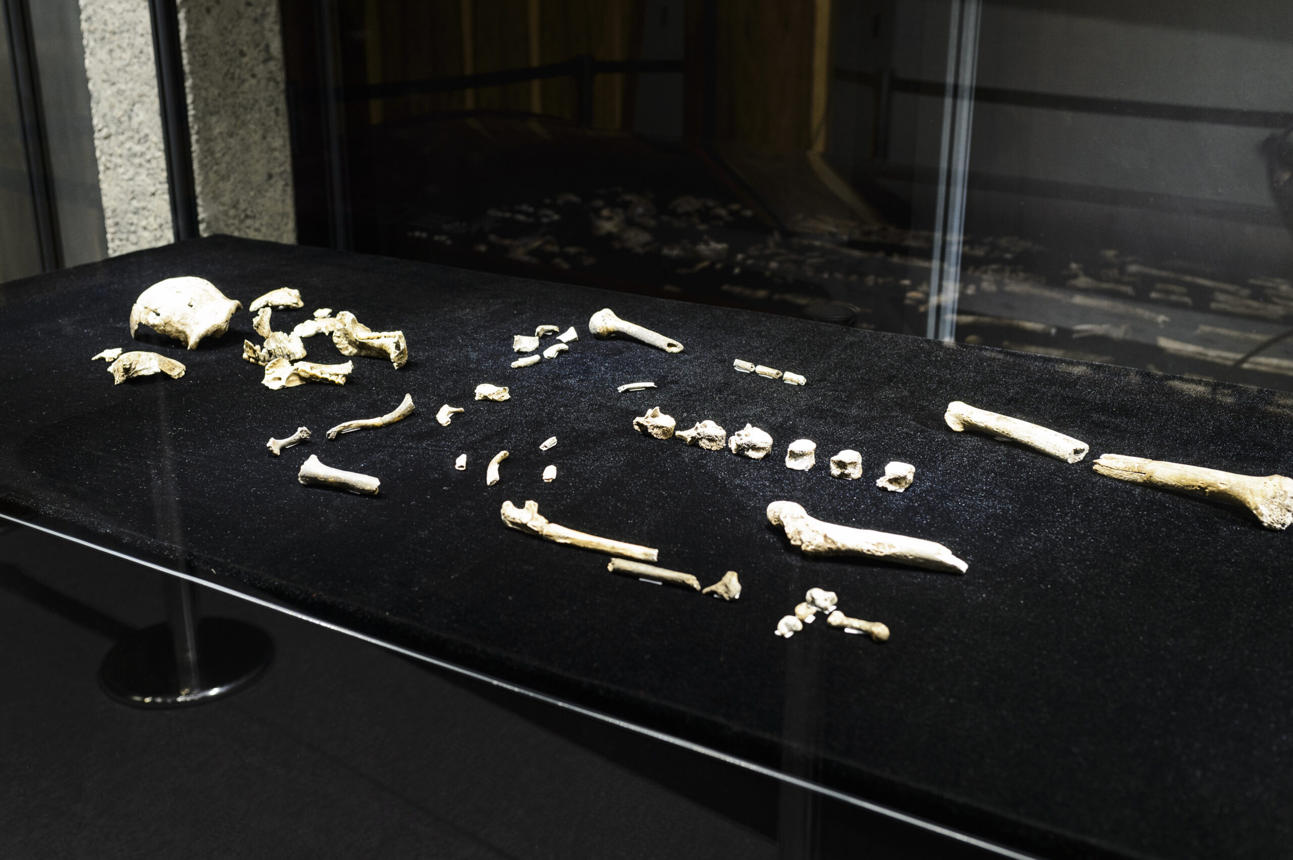 A fossil skeleton of Homo nadedi.
