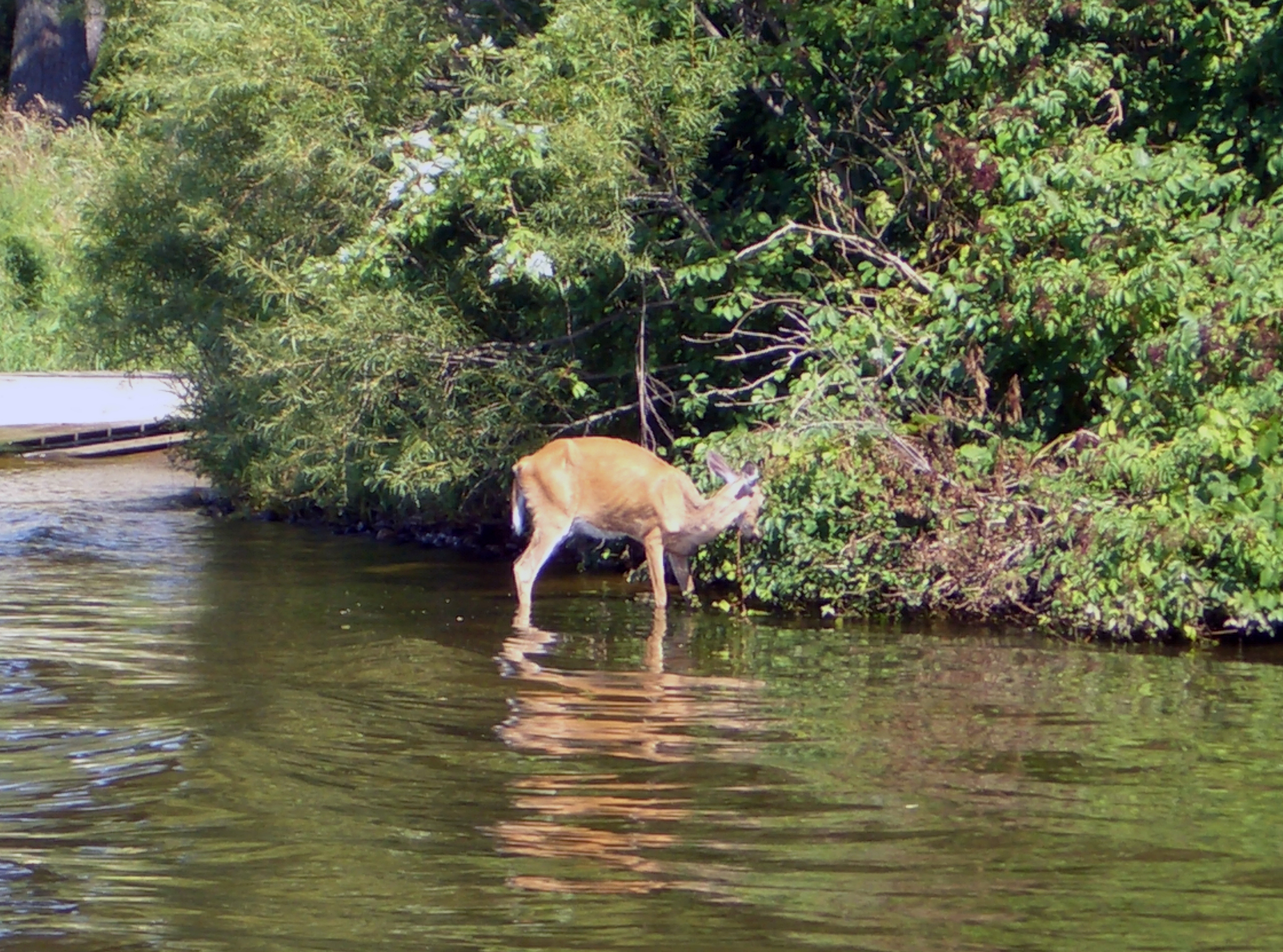 A deer sick from chronic wasting disease