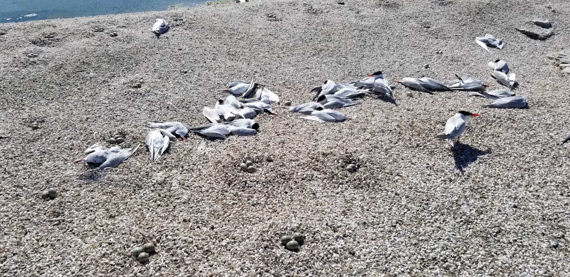 Dead and dying terns