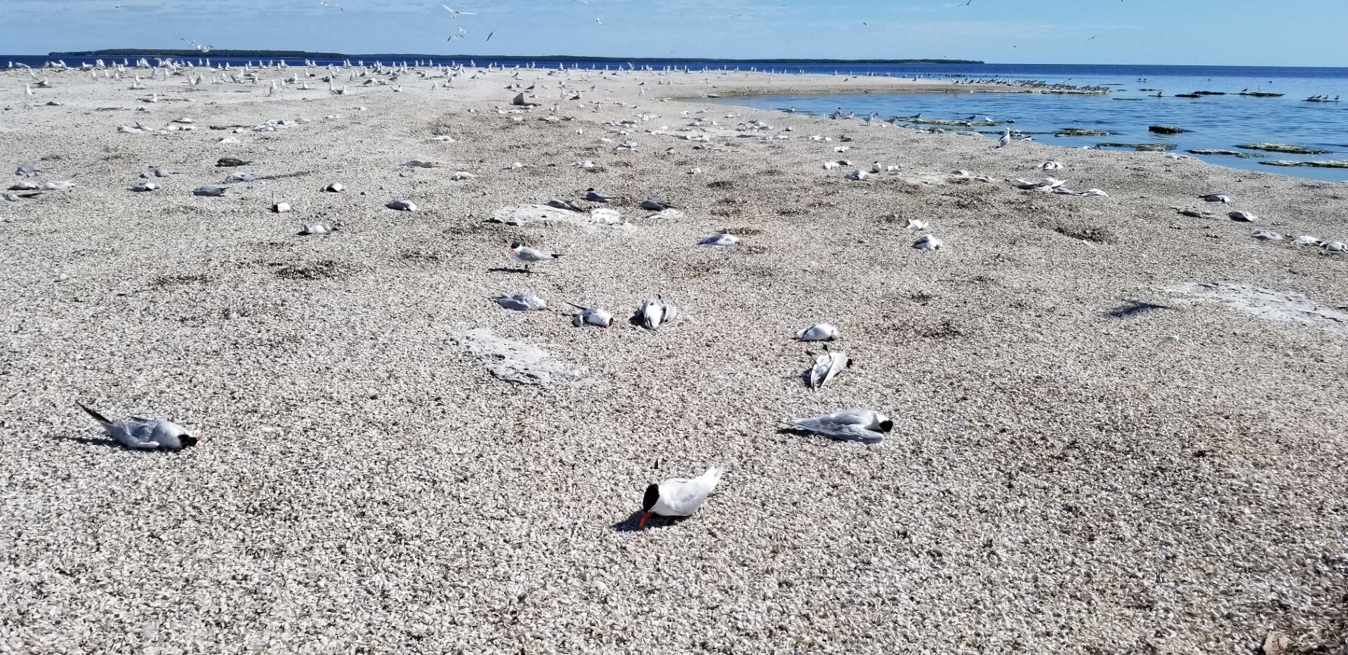 Dead and dying terns