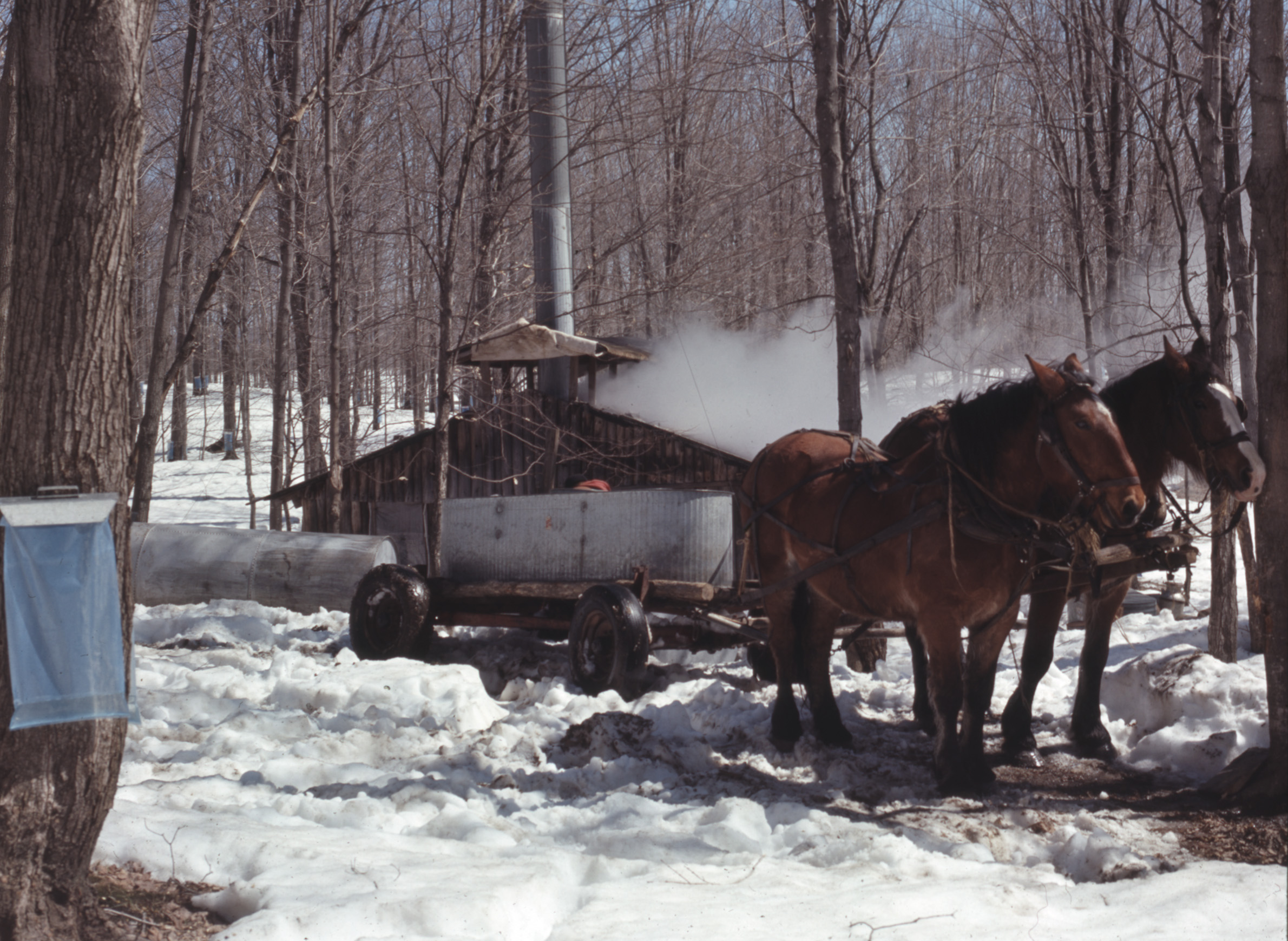 WisContext: The Traditions And Transformation Of Maple Sugaring