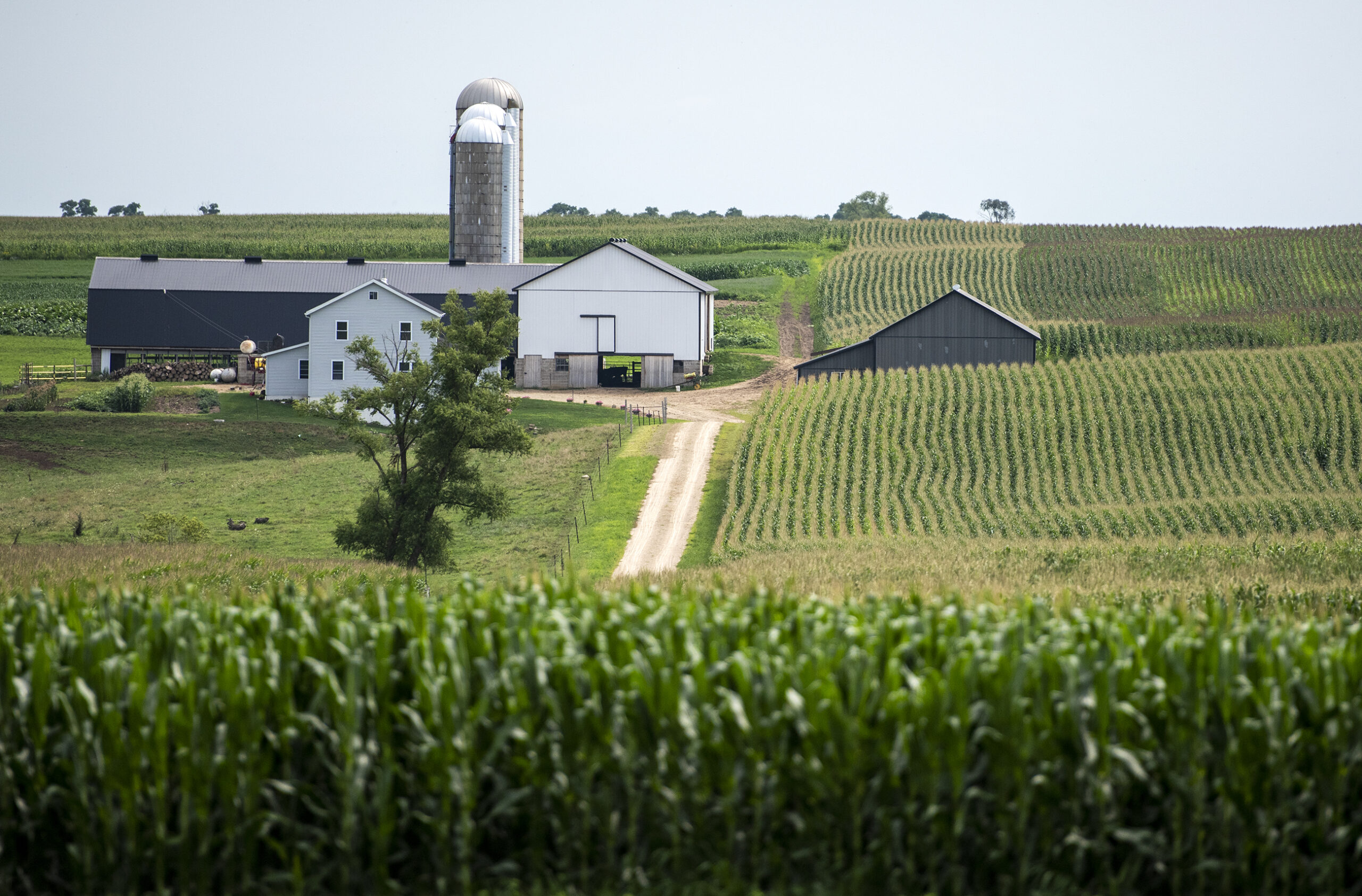 A farm with a white exterior can be seen behind rows and rows of green corn stalks.