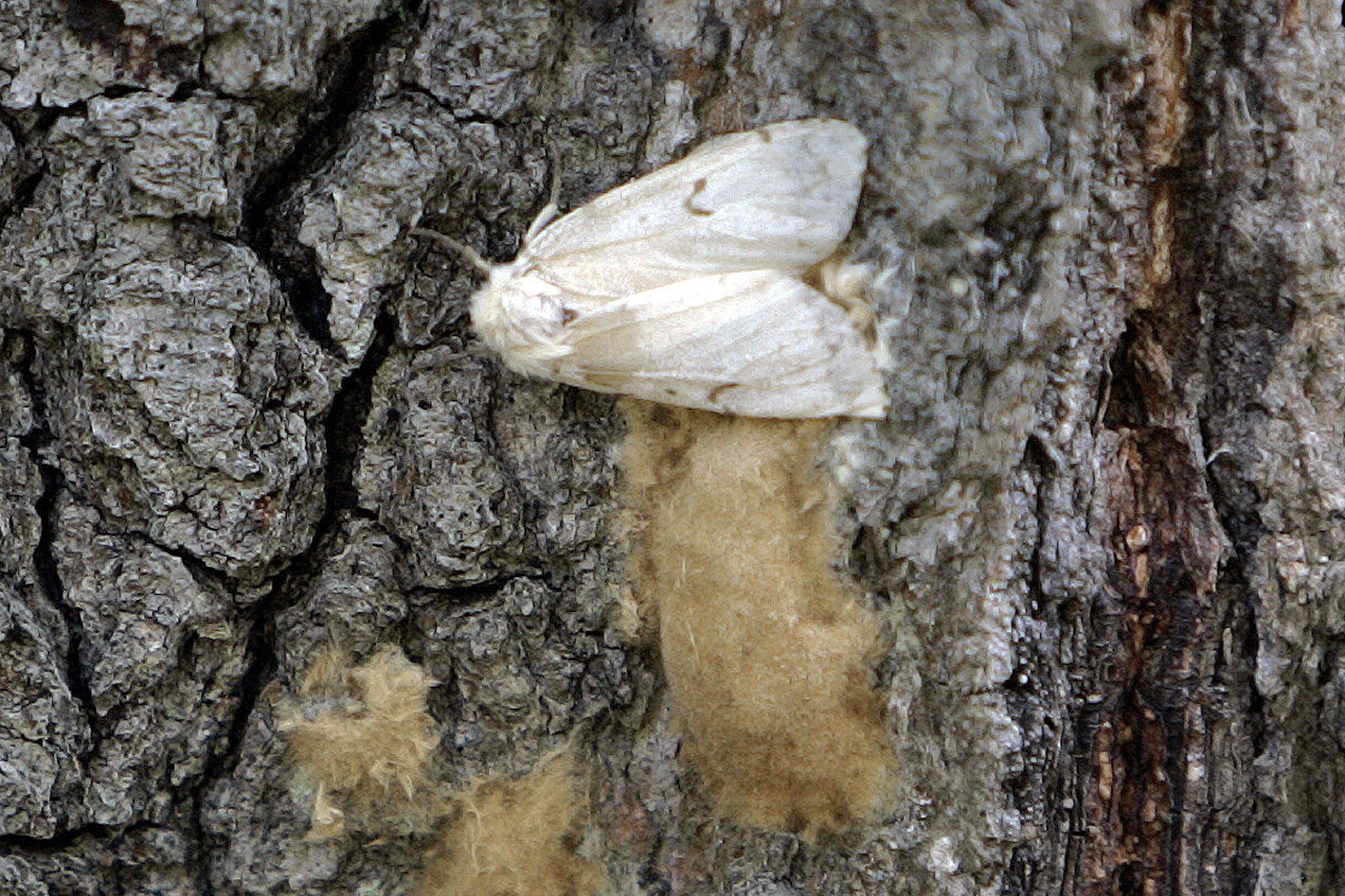 A spongy moth on a tree