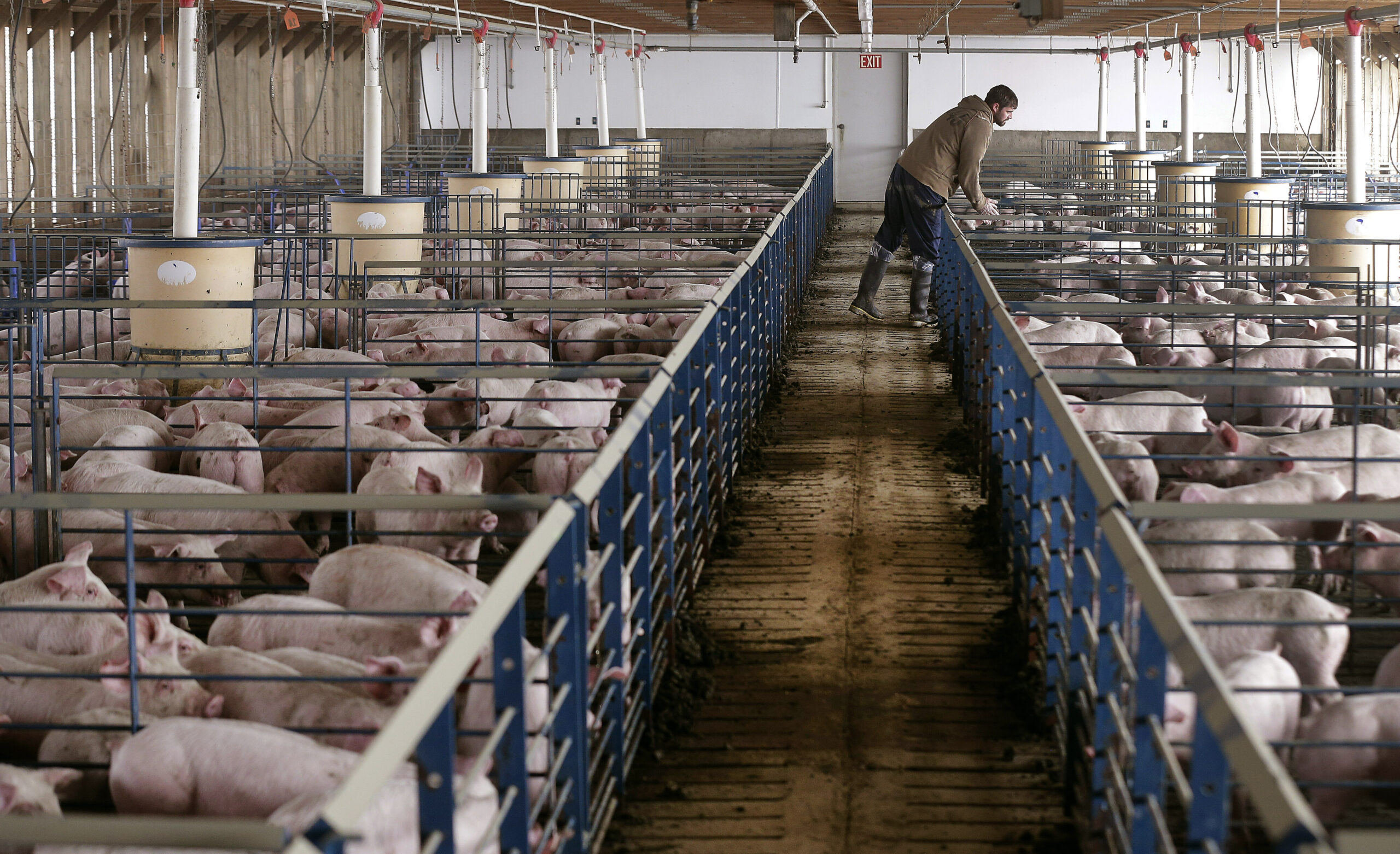 A man inside a barn with many pigs