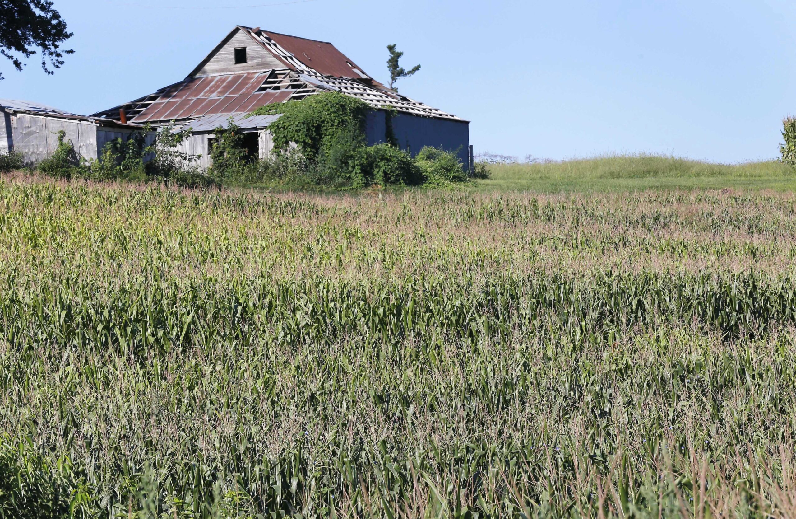 Drought-stressed corn grows on a farm near Oregon, Mo.