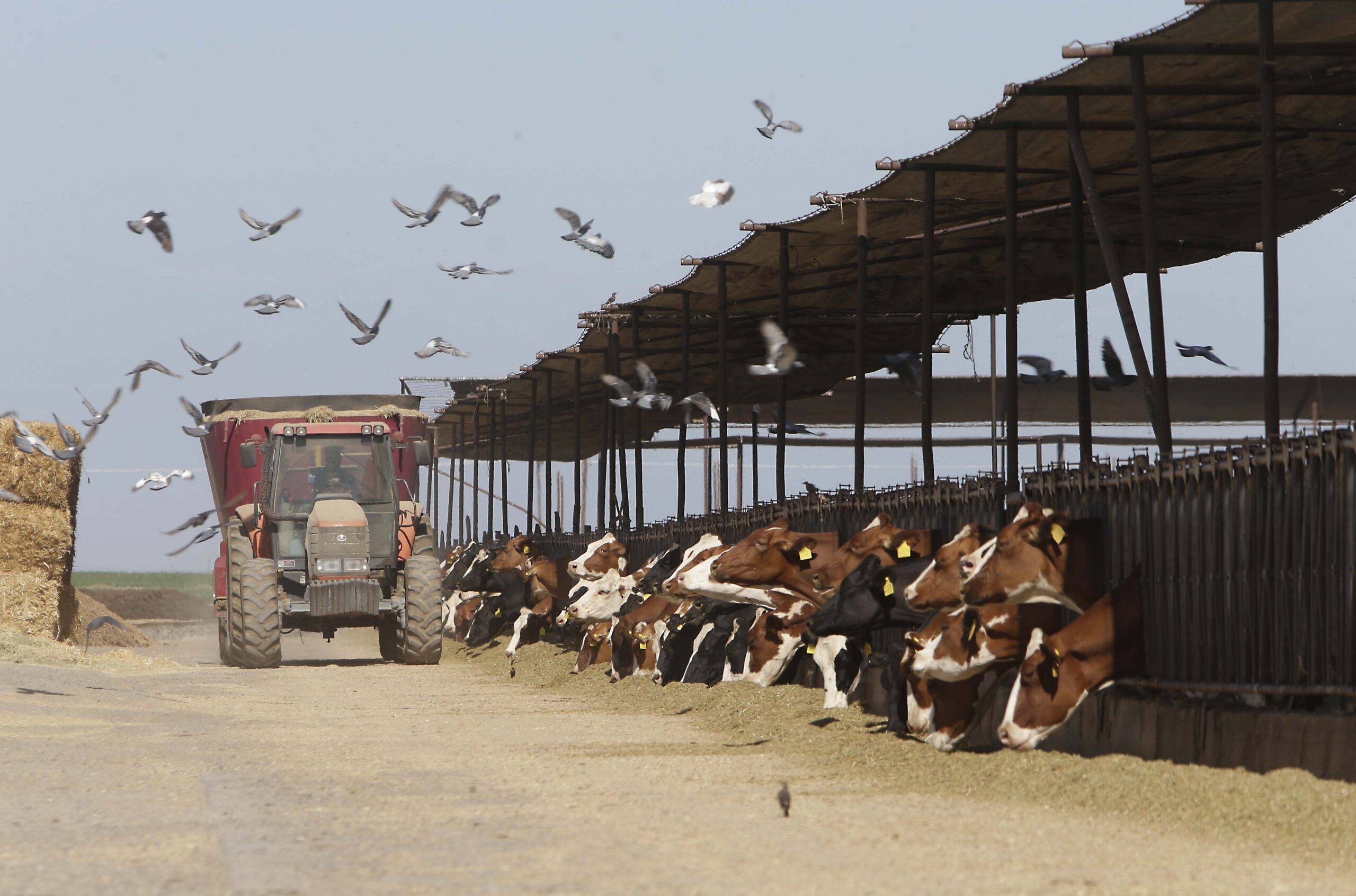 Wisconsin dairy groups sue DNR over wastewater discharge permit requirement for CAFOs