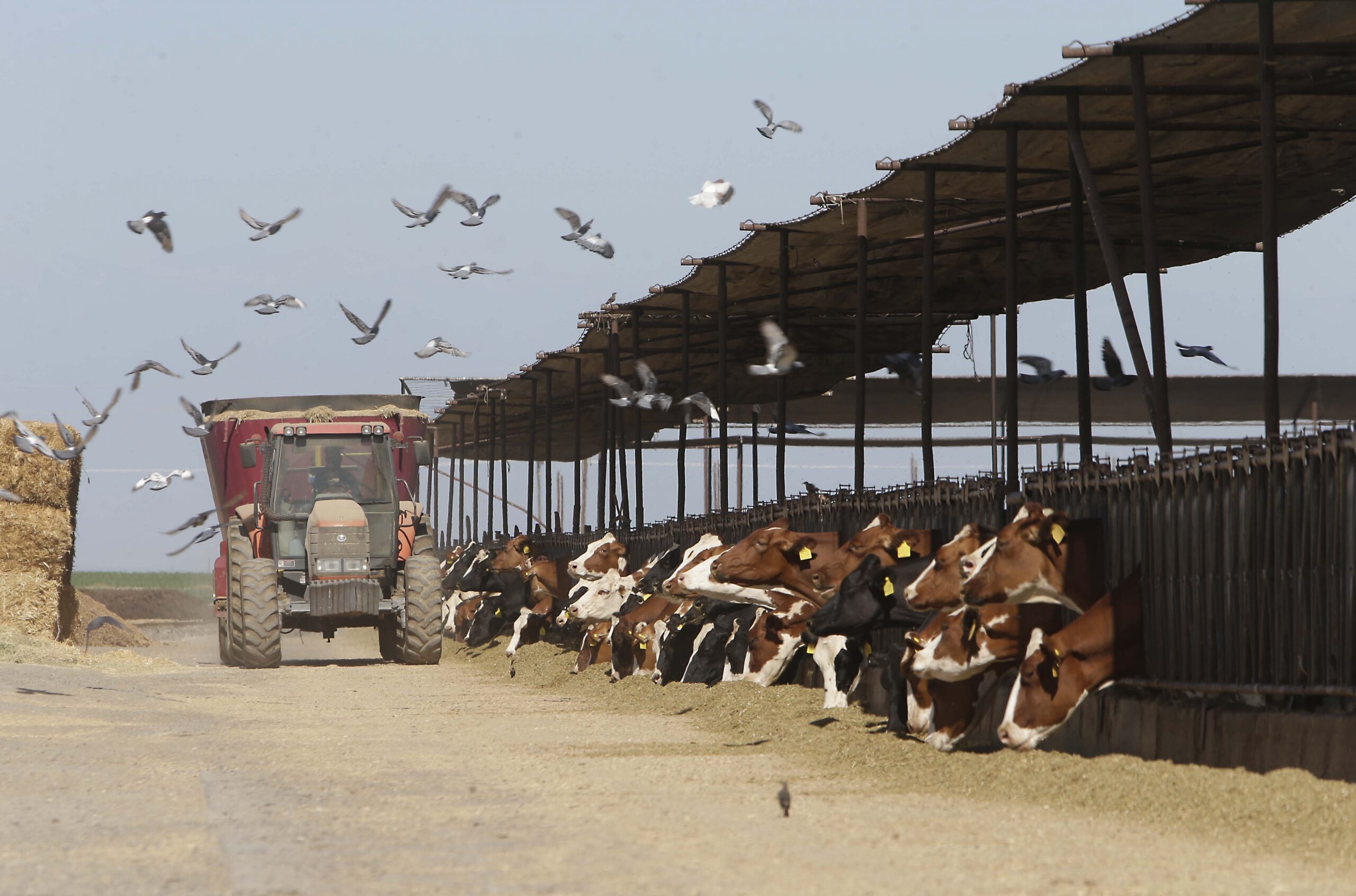 A dairy on one of the proposed routes of California's high-speed rail system