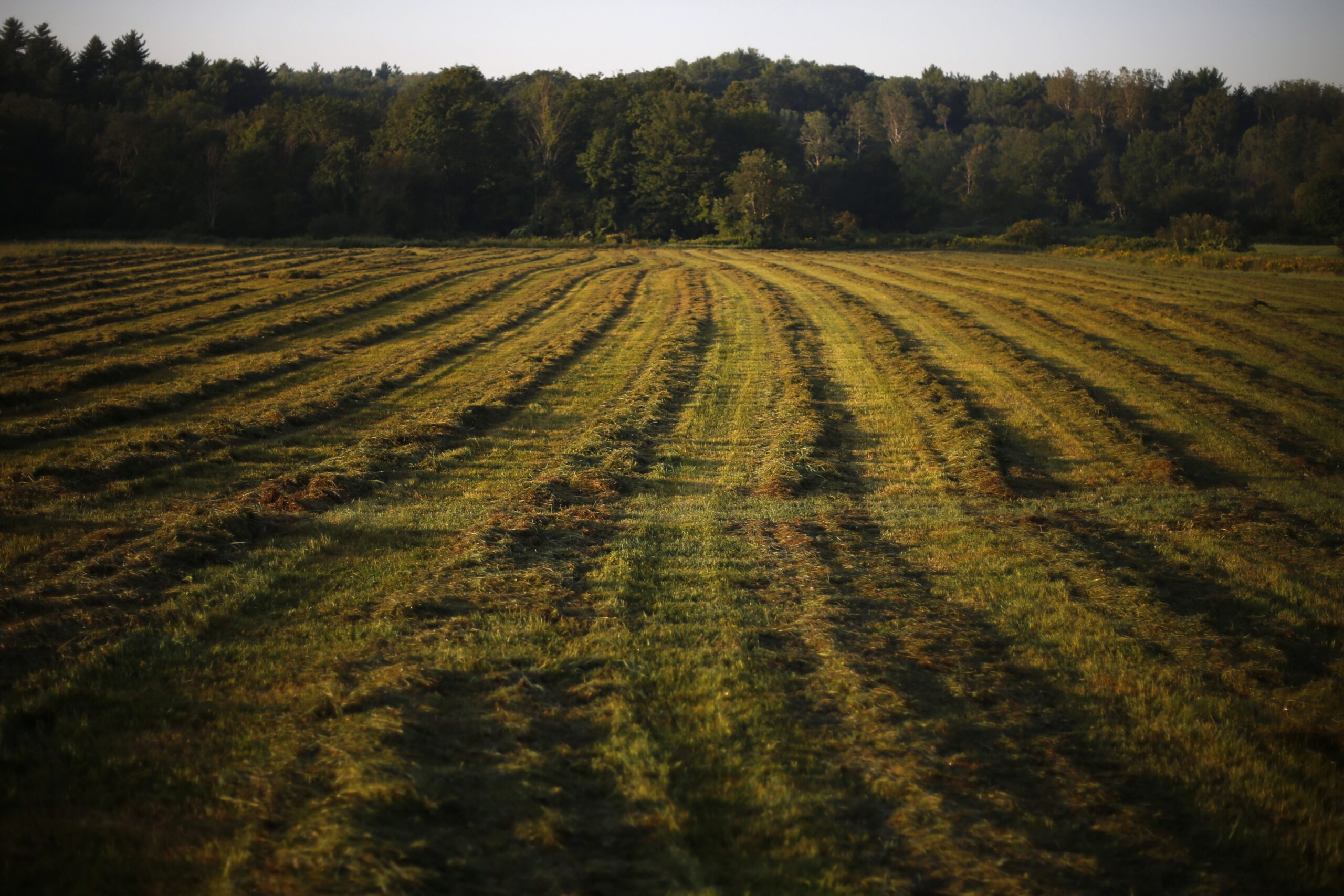 A field at a PFAS-contaminated farm