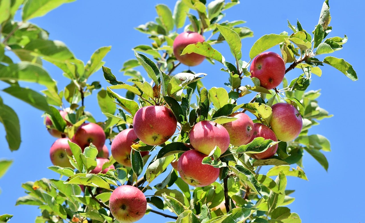 Red apples on branch.