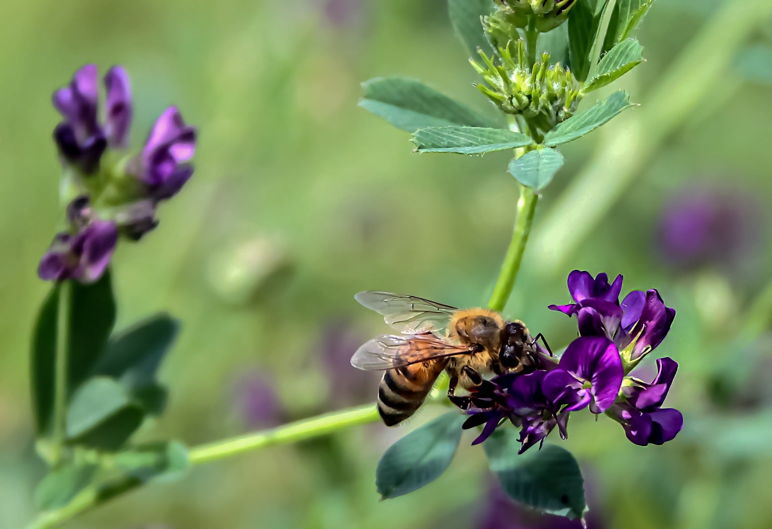 a honey bee visits an alfalfa flower