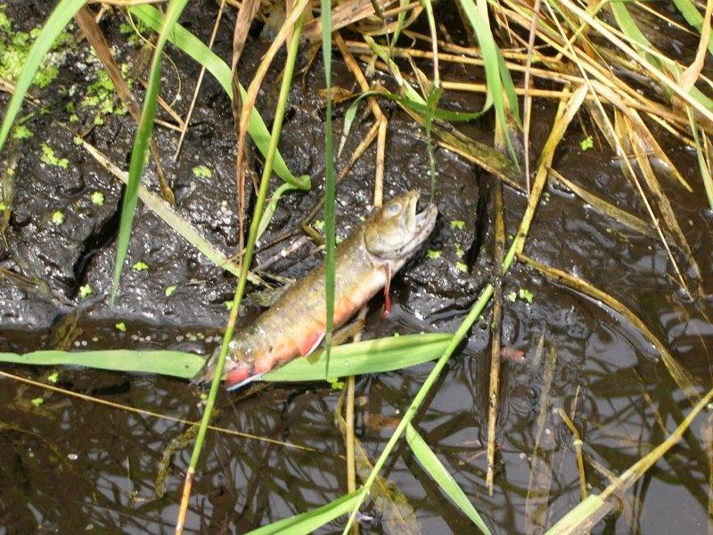Dead brook trout in the Little Plover River
