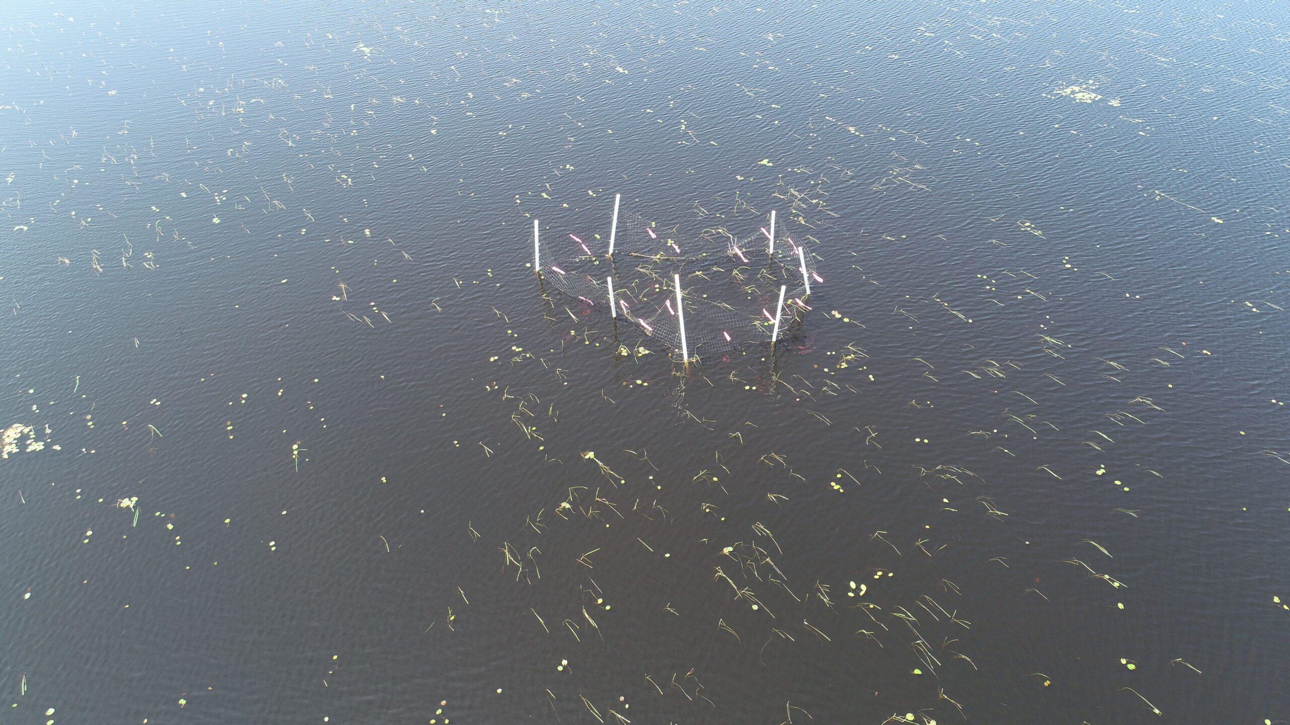 Wild rice plants began to appear after conservationists seeded the lake last year, along with a waterfowl enclosure