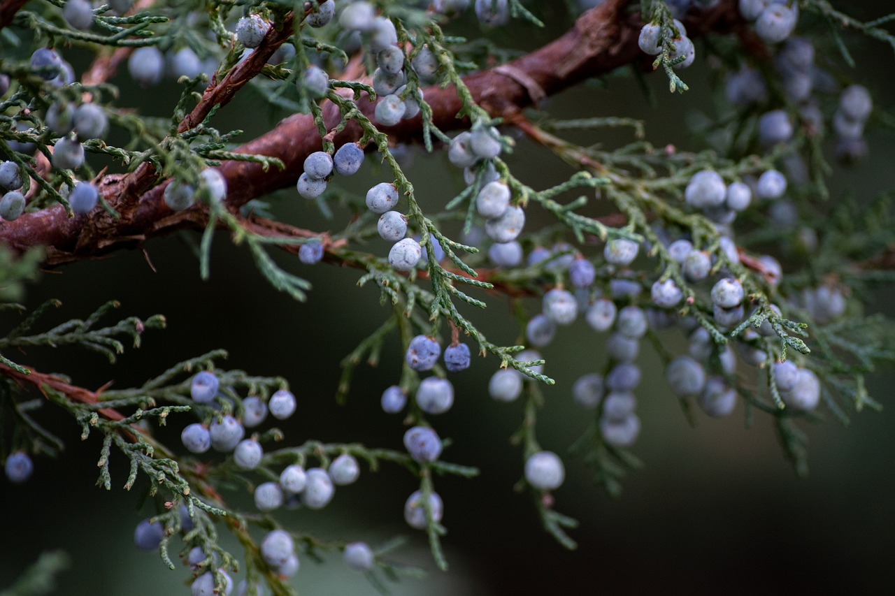 Juniper branch with berries.