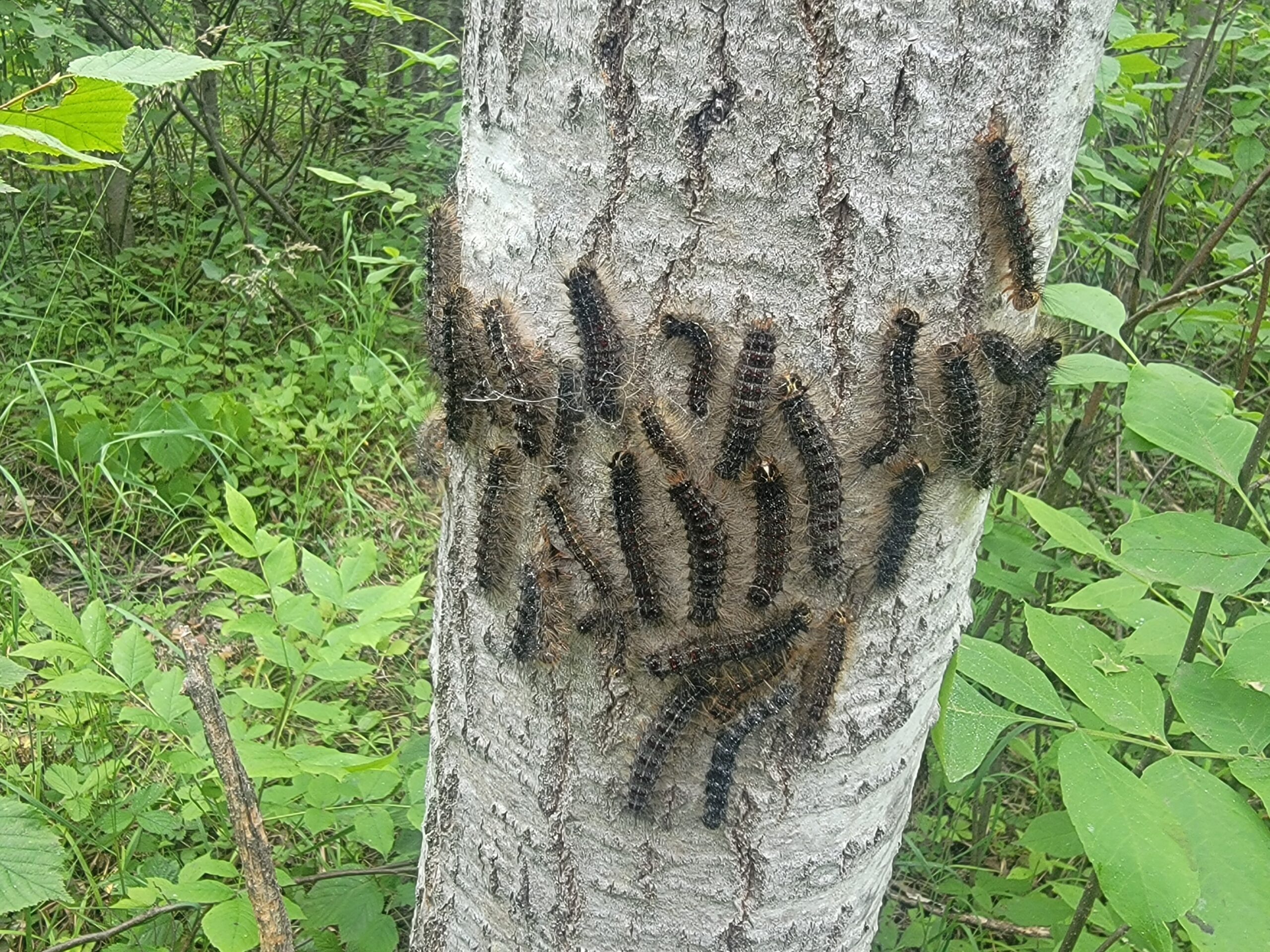 Spongy moths on a tree