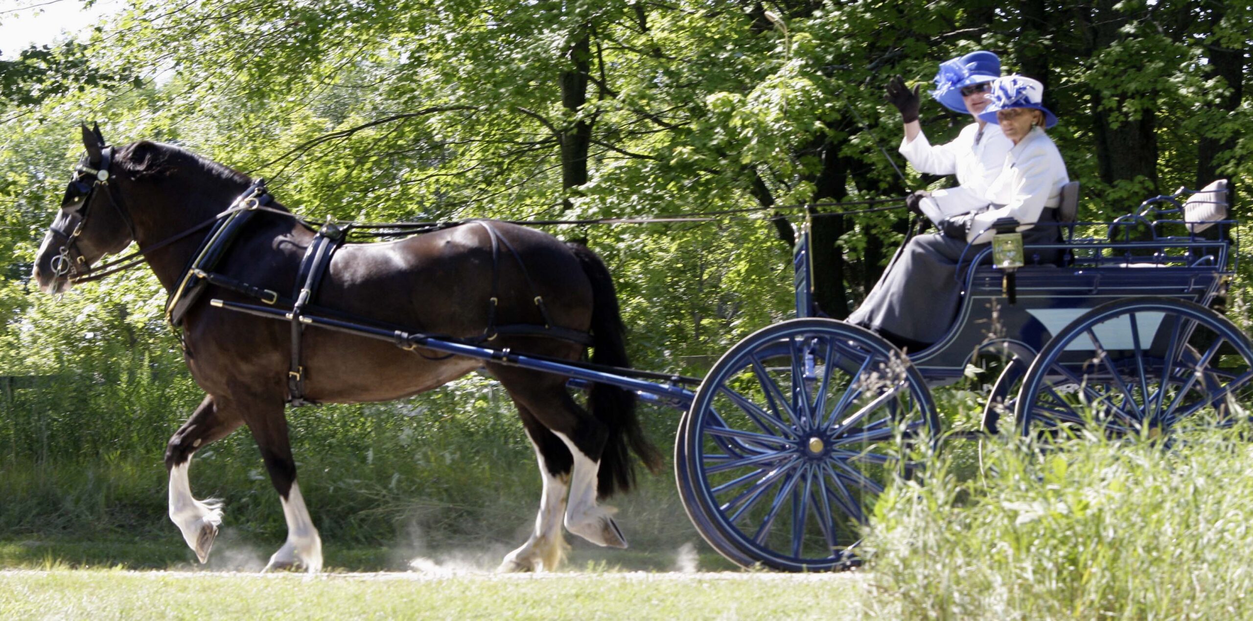 ‘For the love of the horse’: Horse-drawn carriage driving competition brings history alive