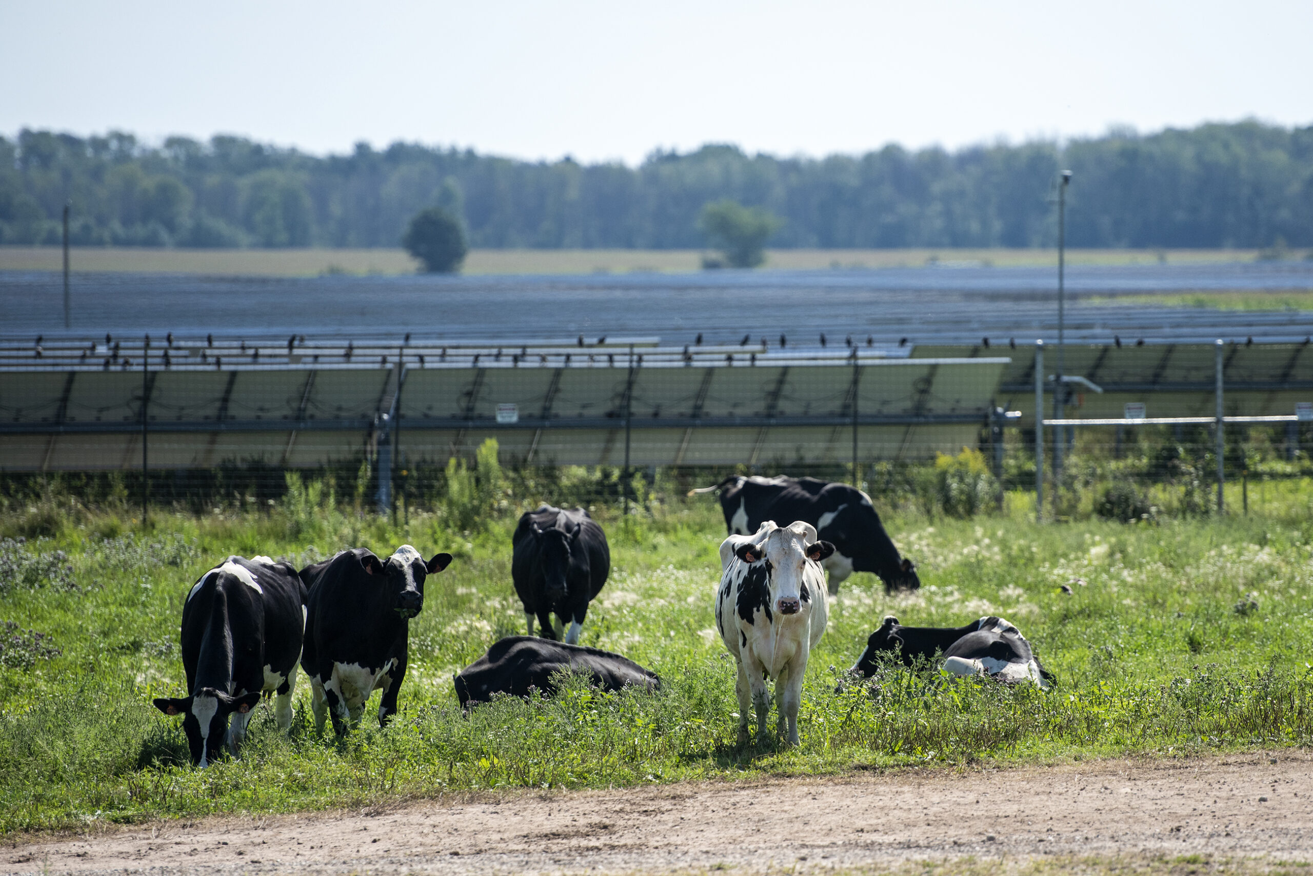 Seven cows graze on green grass. Rows of solar panels can be seen behind them.