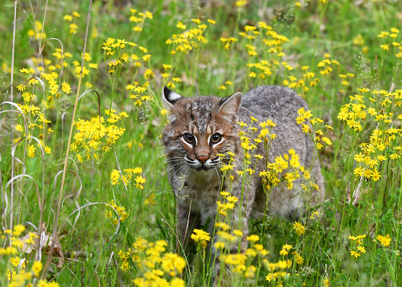 Bobcat population is growing in Wisconsin, but animals are still rare sight in the wild