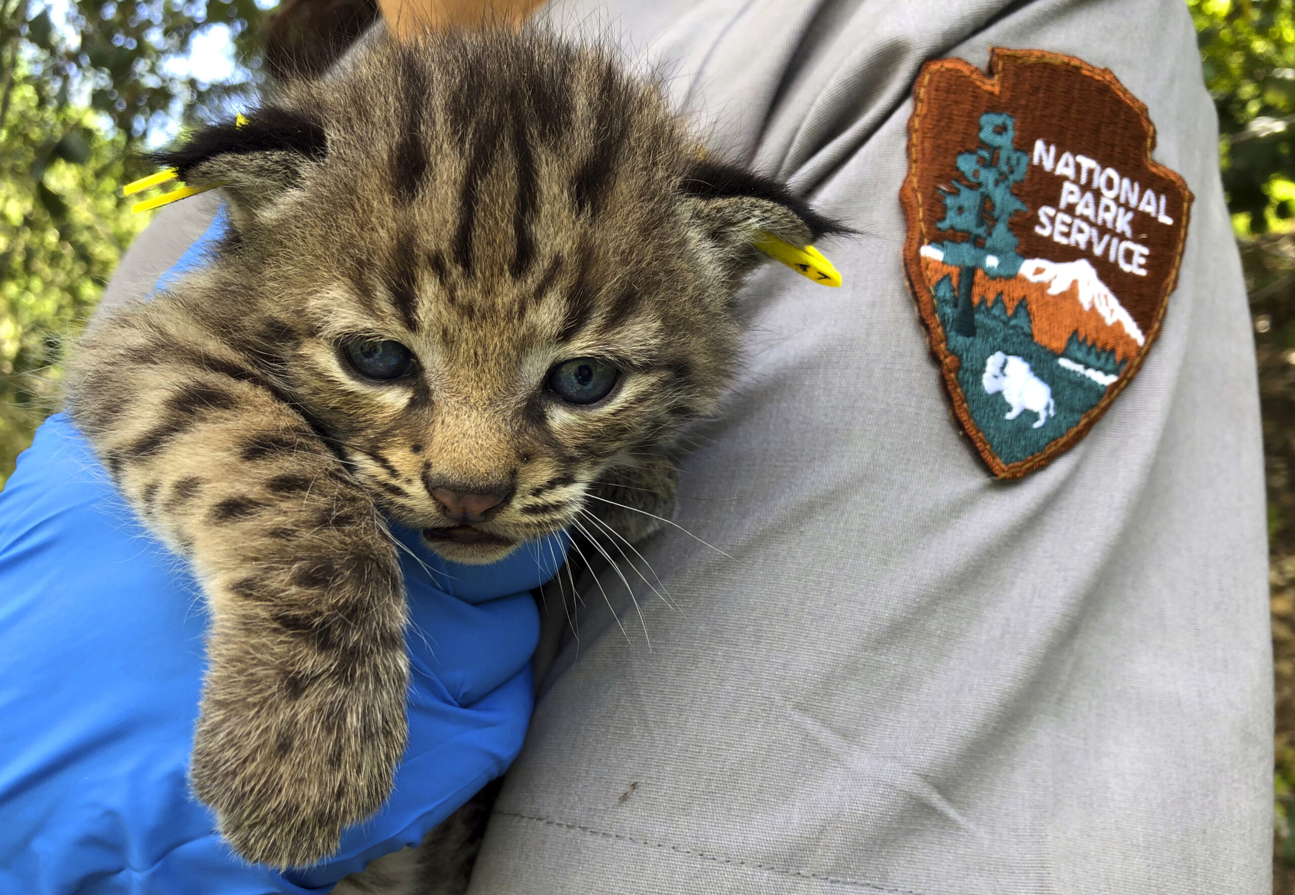 baby bobcat