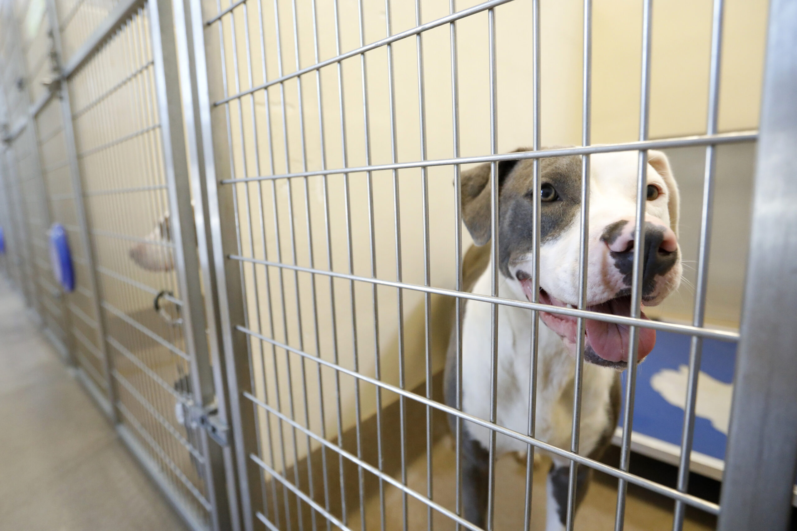 A dog seeks attention at the DeKalb County Animal Services shelter in Chamblee, Ga.