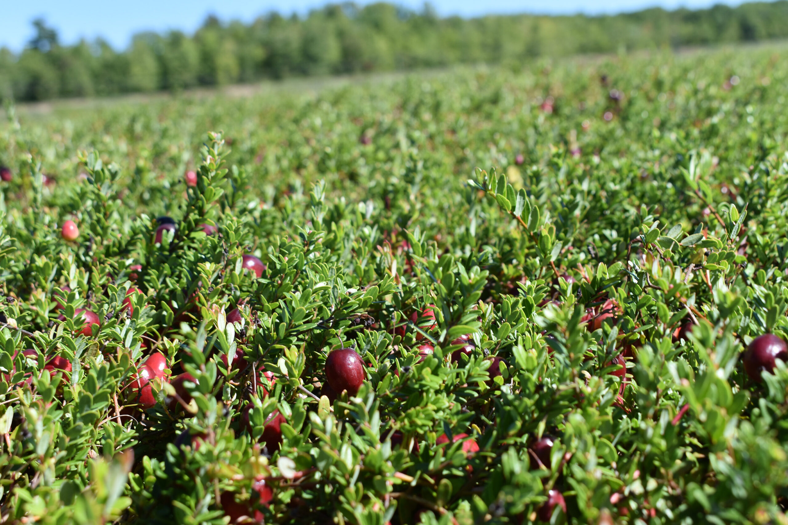 Cranberries are seen in the growing at DuBay Cranberry Co. in Portage County.