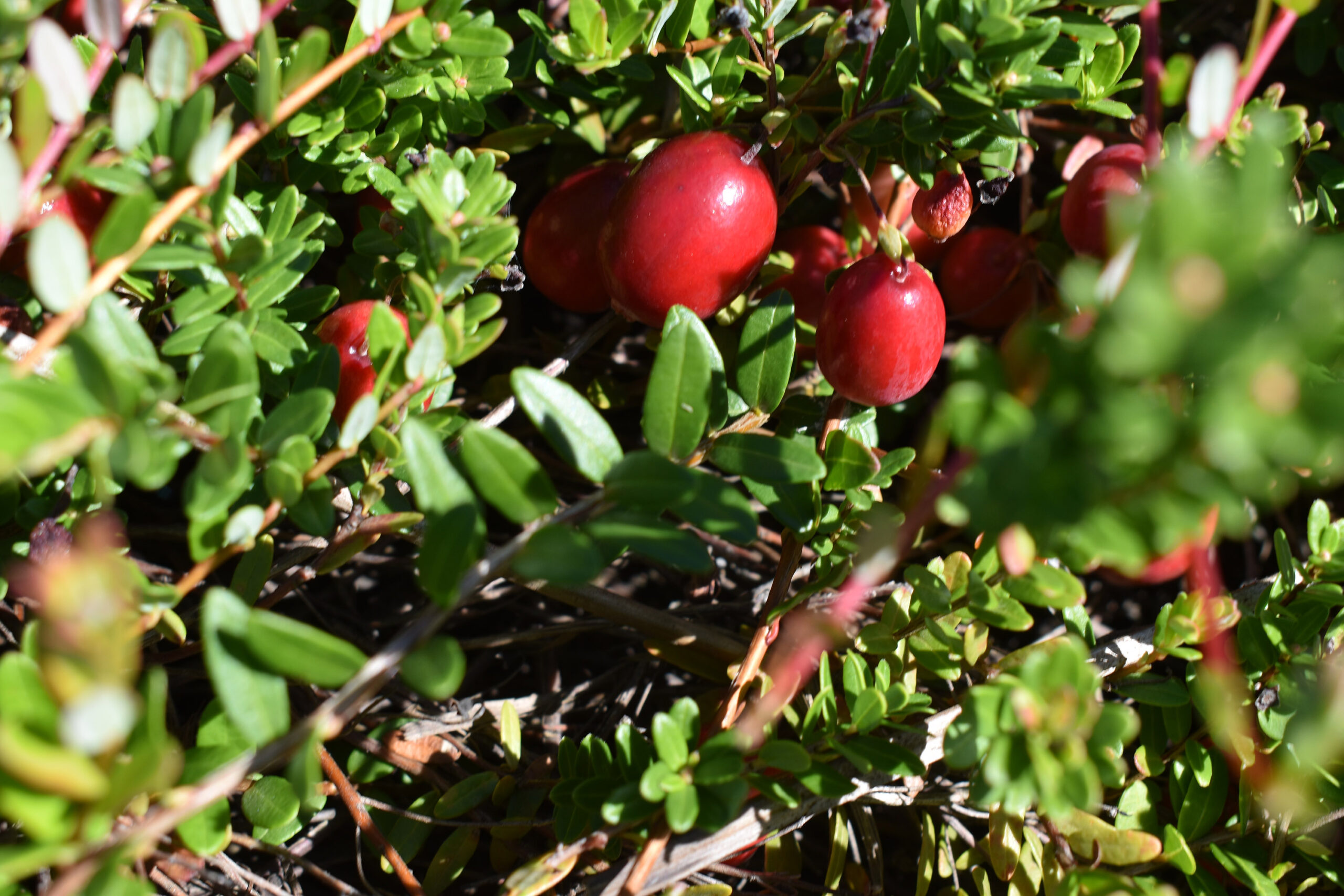 Cranberries grow in a marsh at DuBay Cranberry Co. in Portage County.