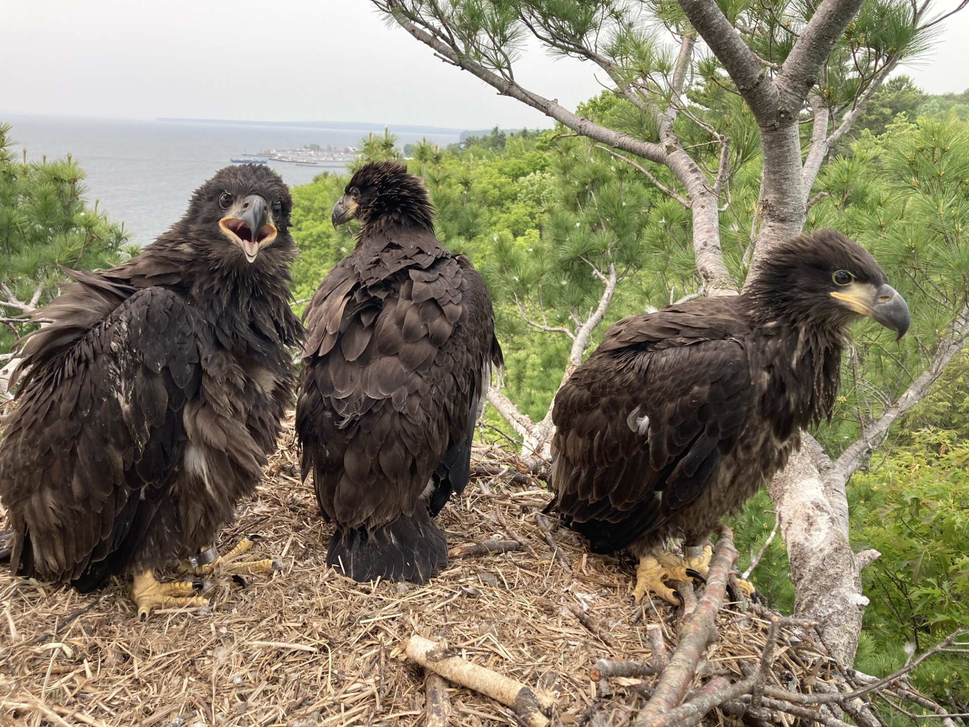 three nestling eagles