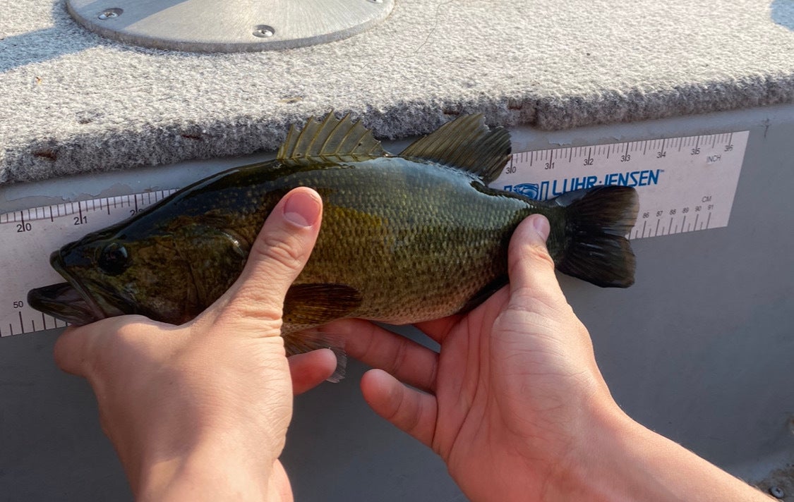 Two hands hold a small bass against a measuring tape.