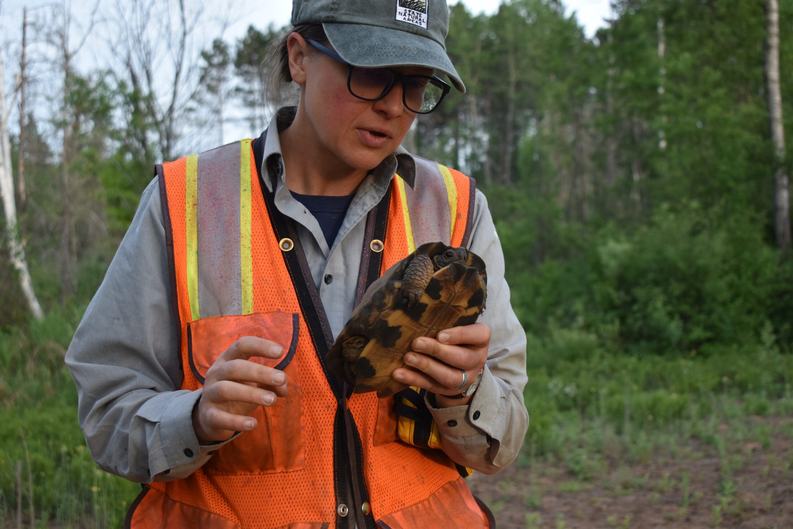 Wisconsin’s wood turtles are a threatened species. Biologists are trying to protect their nesting sites.