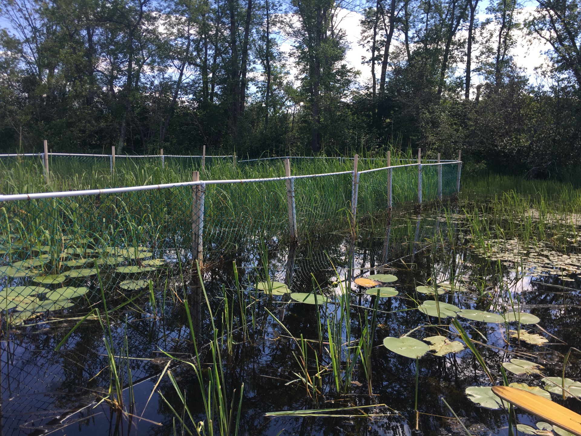 wild rice