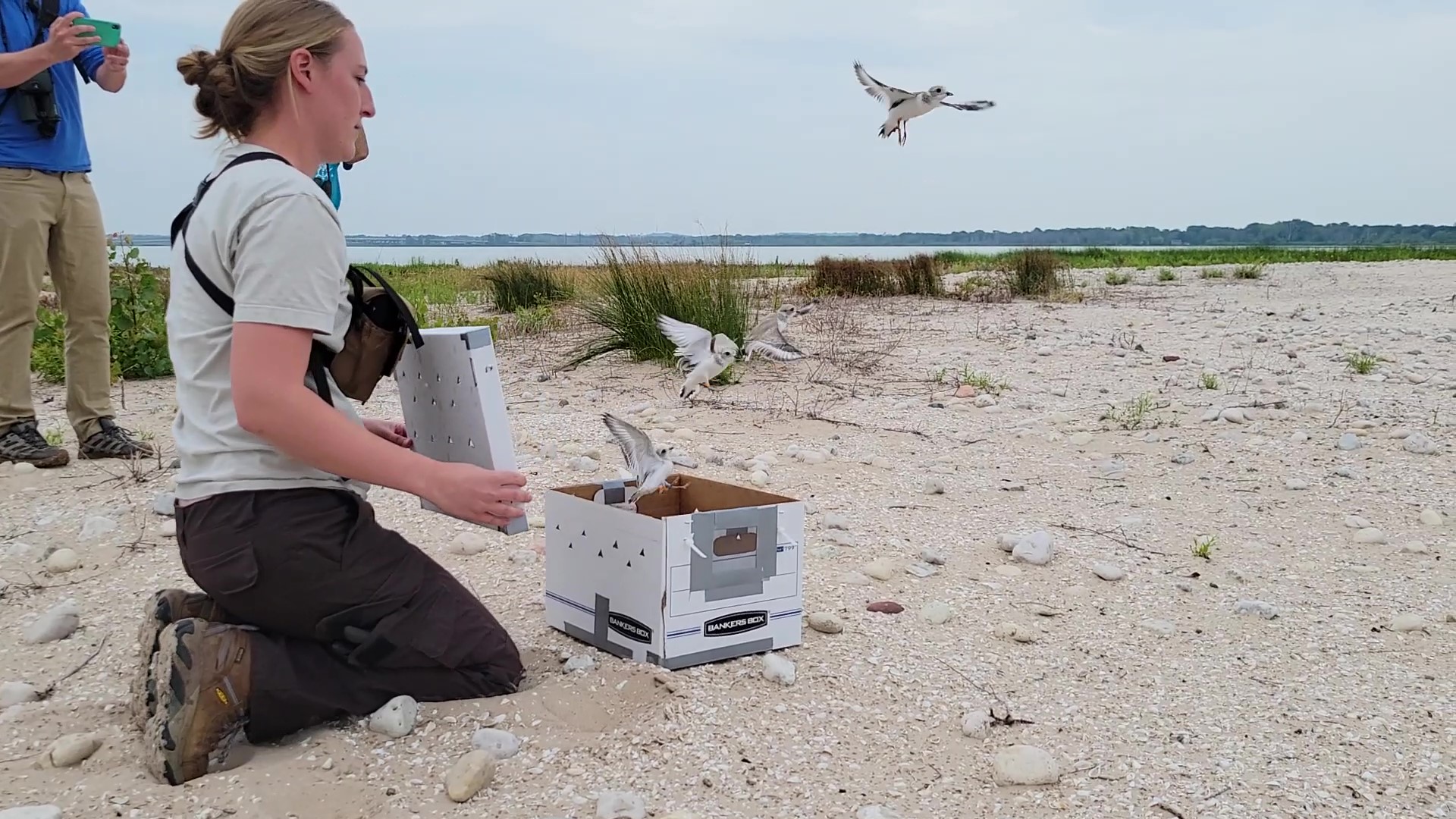 Four piping plover chicks, raised in captivity, are released in Lower Green Bay's Cat Islands restoration site
