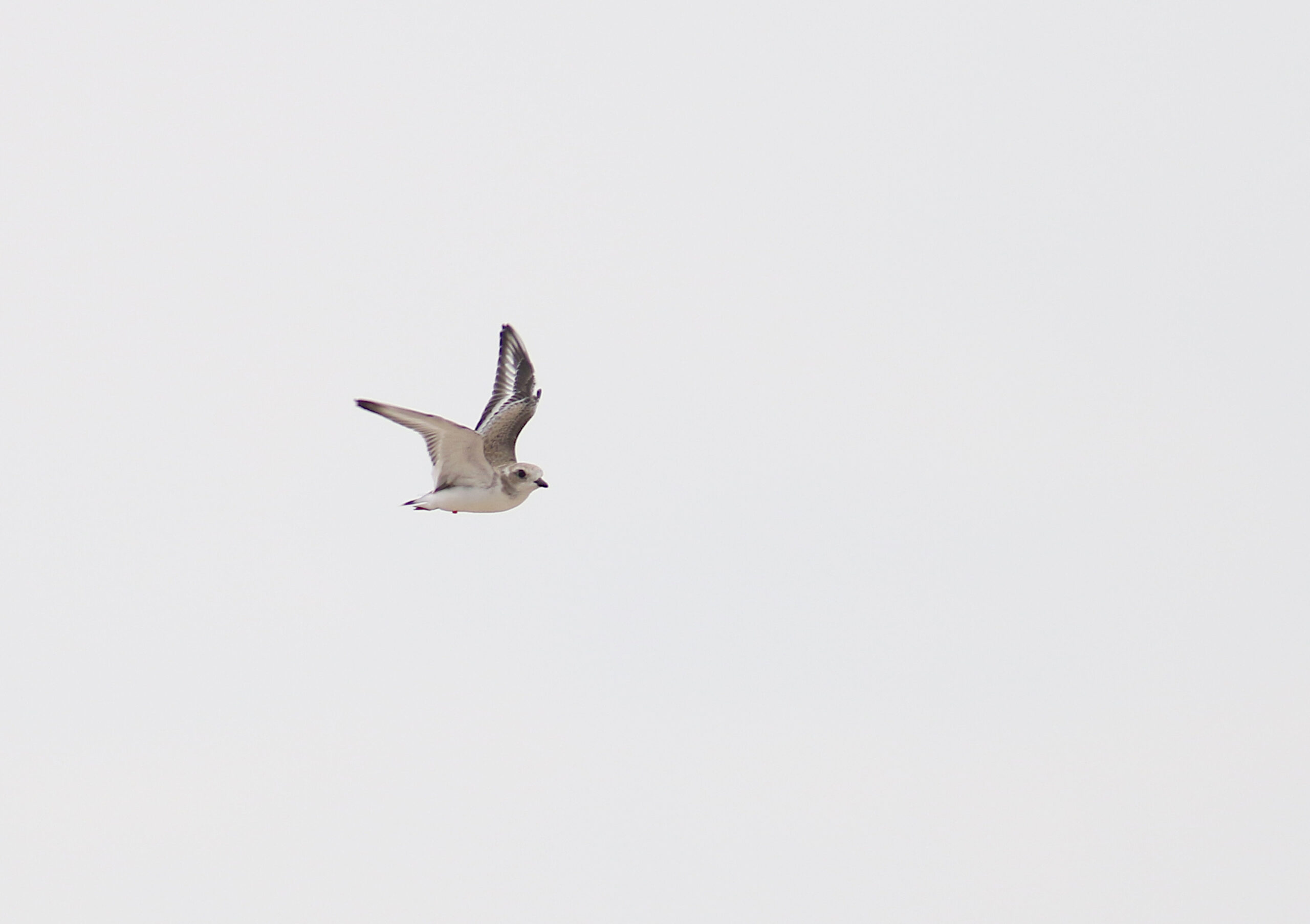 A piping plover chick, raised in captivity, is released in Green Bay.