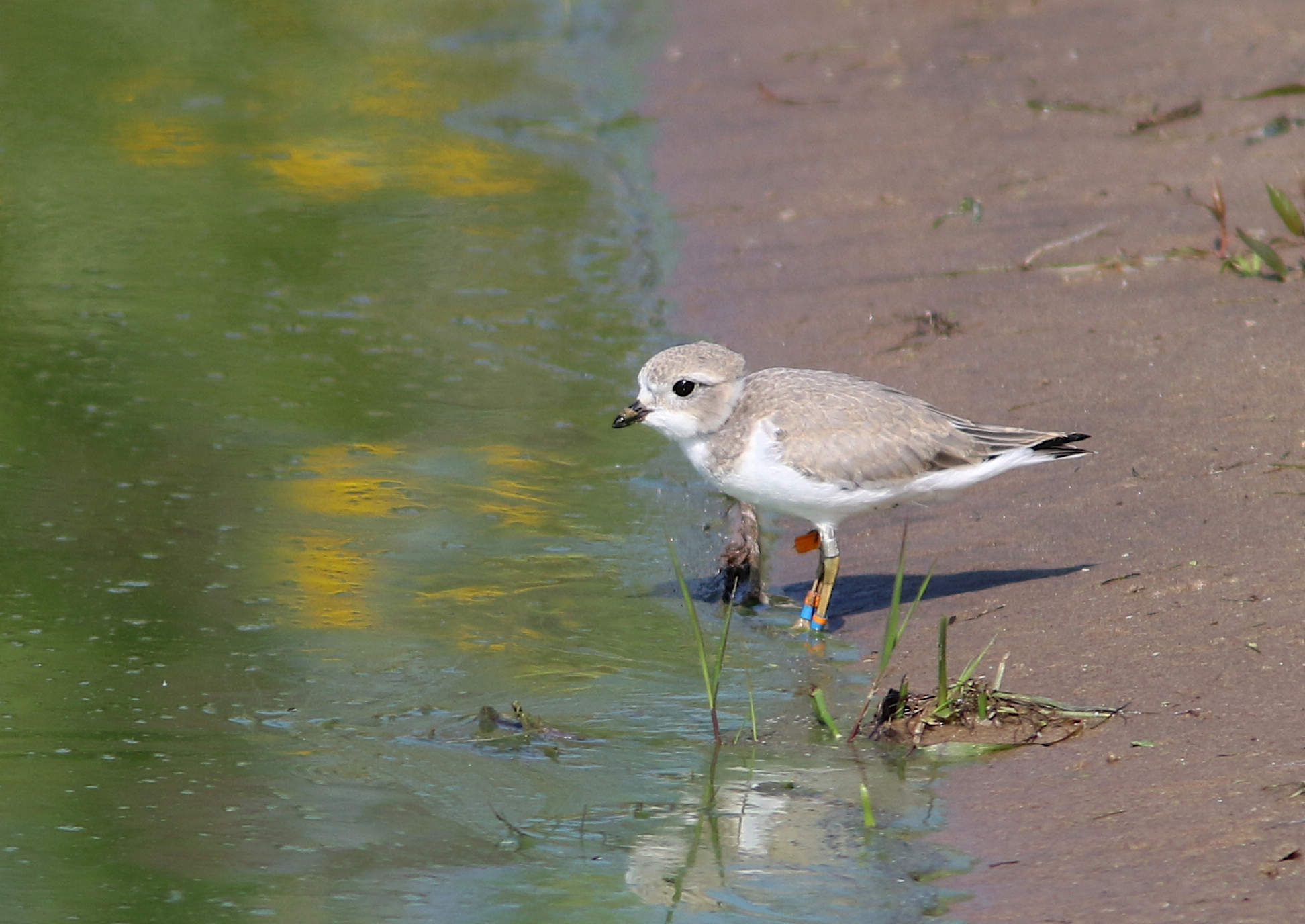 A piping plover chick, raised in captivity, is released in Green Bay.