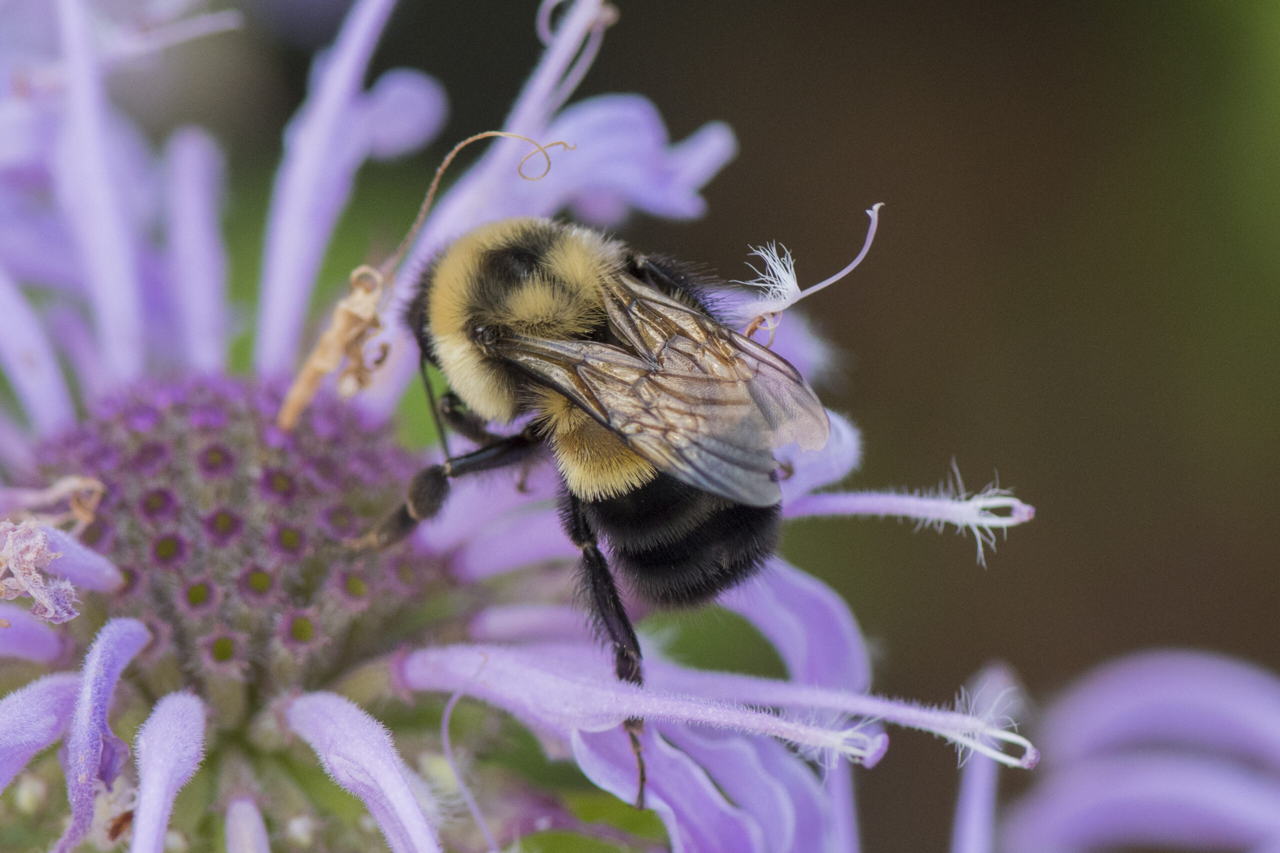 The rusty patched bumble bee, a federally endangered species, is one of 12 bumble bee species found on the UW-Green Bay campus