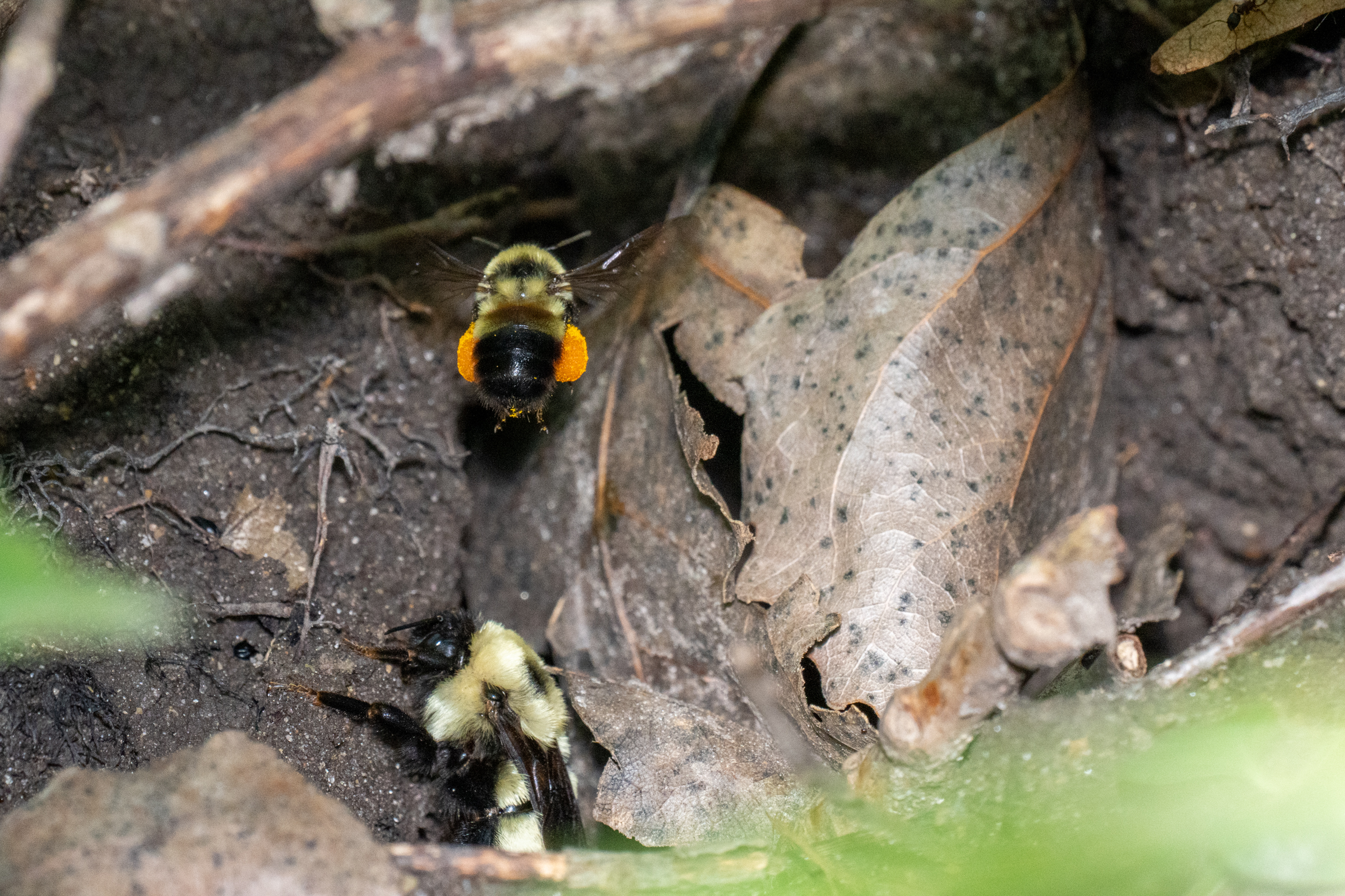 Rusty patched bumble bee