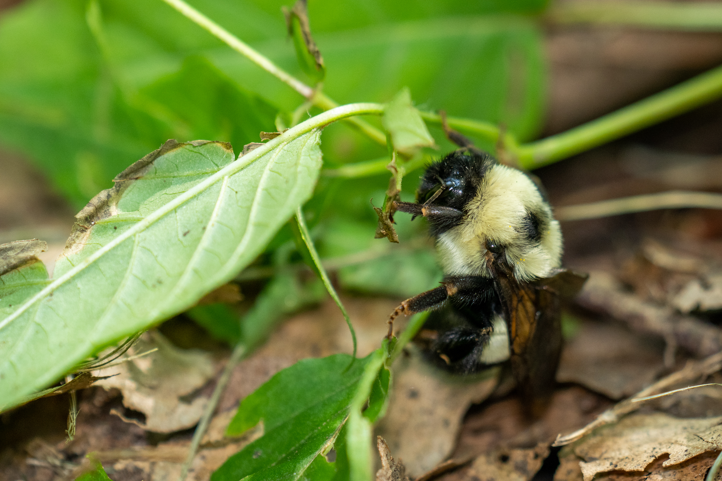 rusty patched bumble bee