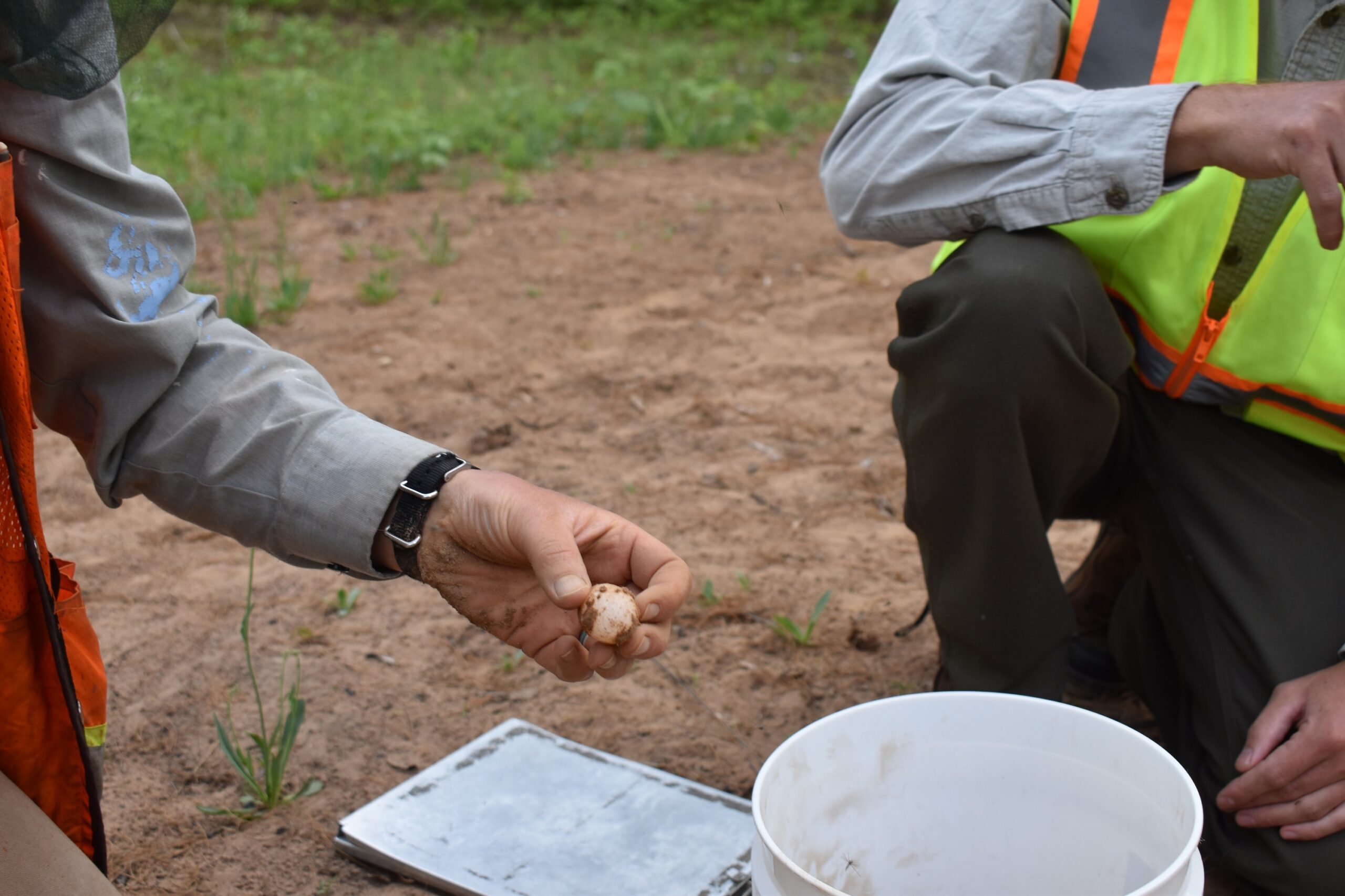 Carly Lapin holds a wood turtle egg as she and another conservation biologist record data about the threatened species' nesting site.