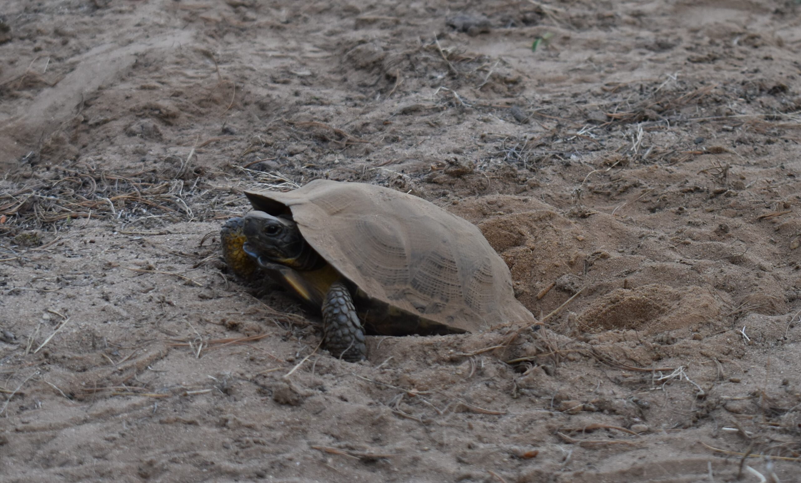 A female wood turtle digs a hole at a nesting site maintained by the Wisconsin Department of Natural Resources.