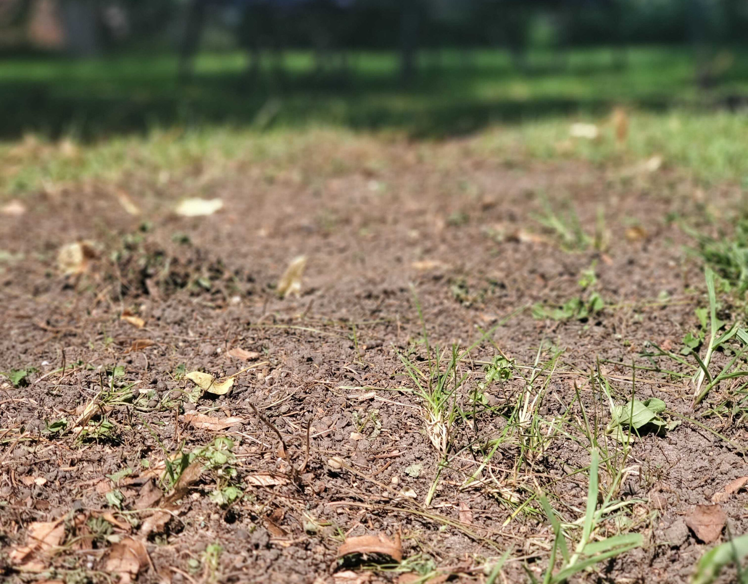 Garden Talk tips: Plant grass seed in early fall for a better looking lawn