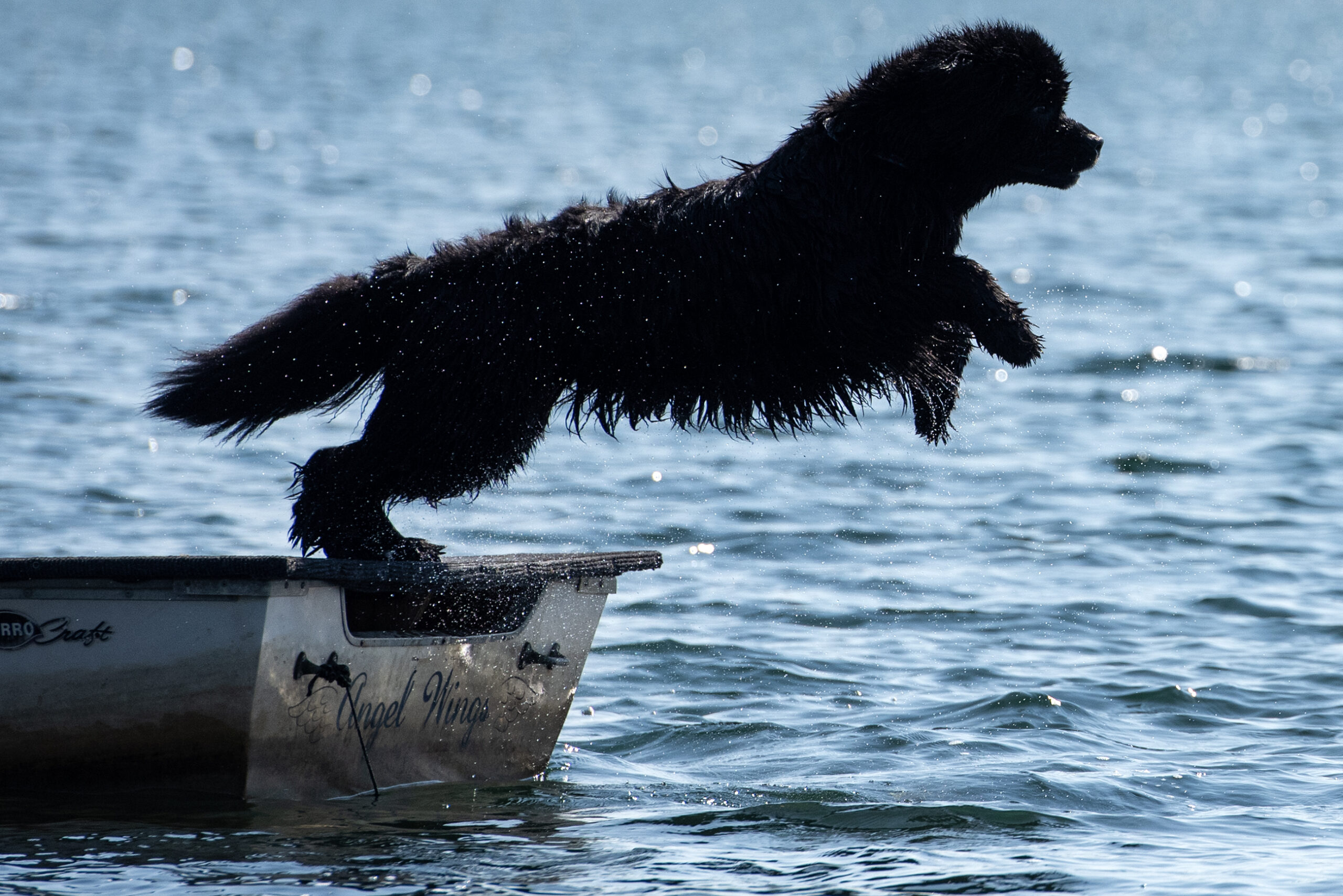 A black dog leaps into the air from the back of a boat.
