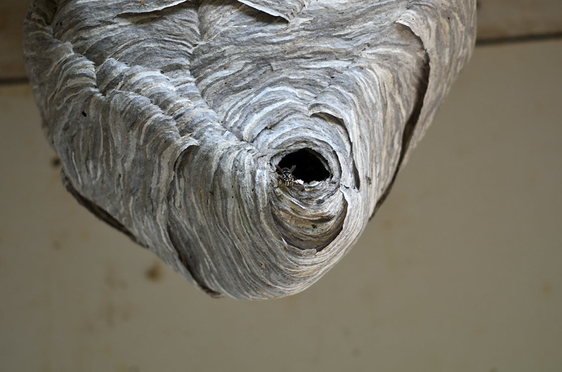 wasp nest of the Dolichovespula maculata.