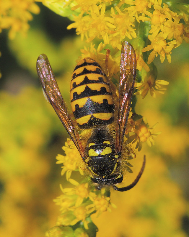 German yellowjacket