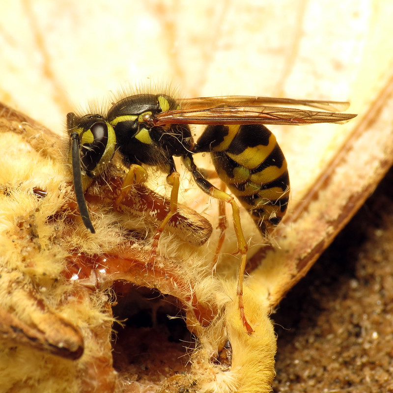 Vespula maculifrons scavenging on the carcass of an Imperial Moth