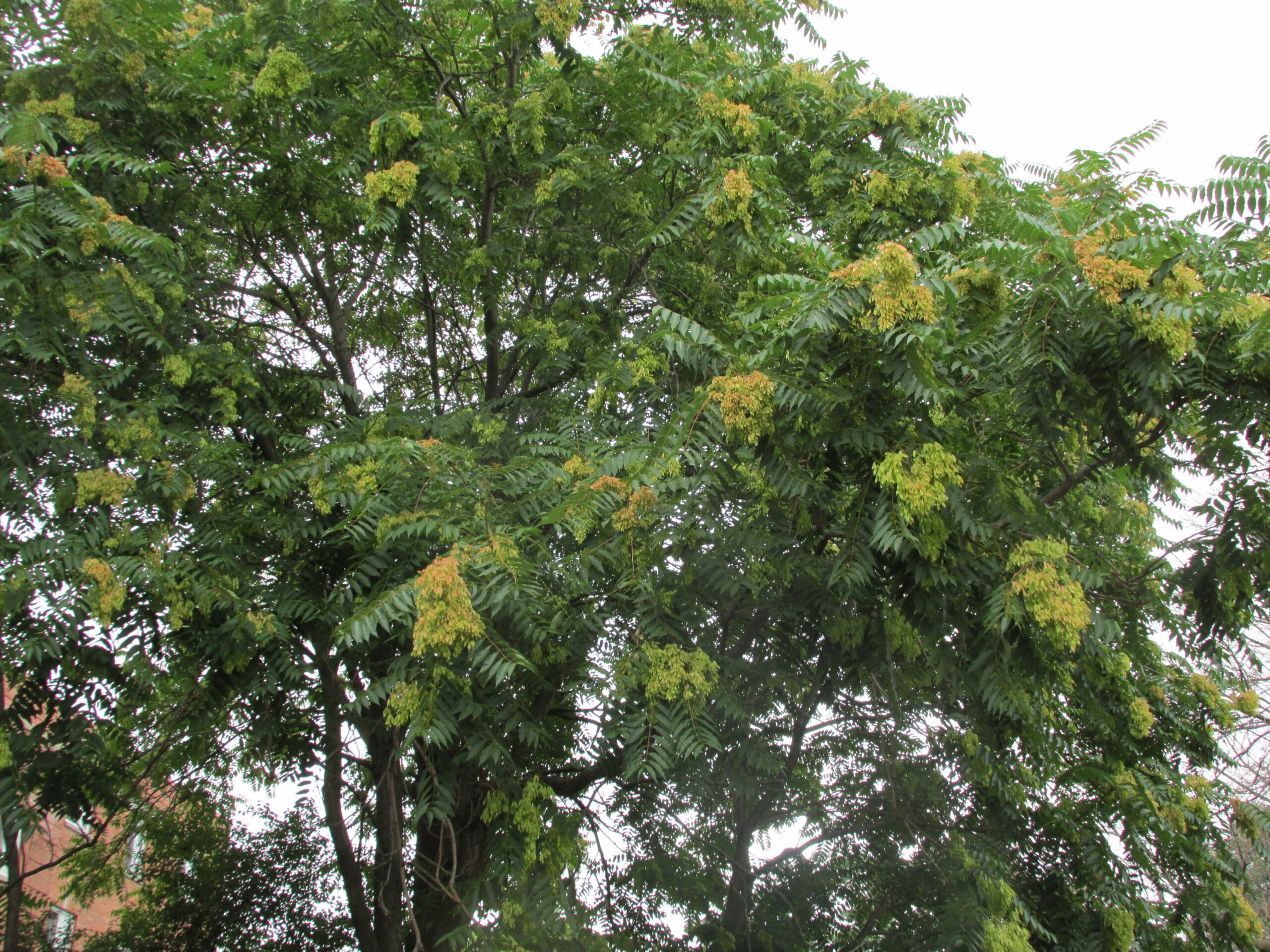 Tree of heaven