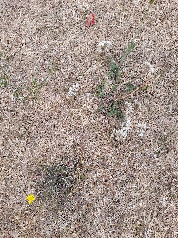 dry lawn, dead grass